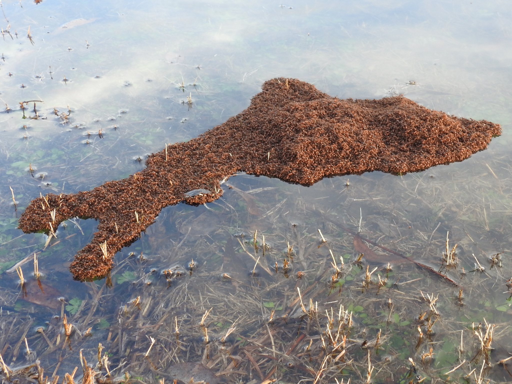 Una isla flotante de hormigas rojas, que se unen formando una balsa para sobrevivir a las inundaciones