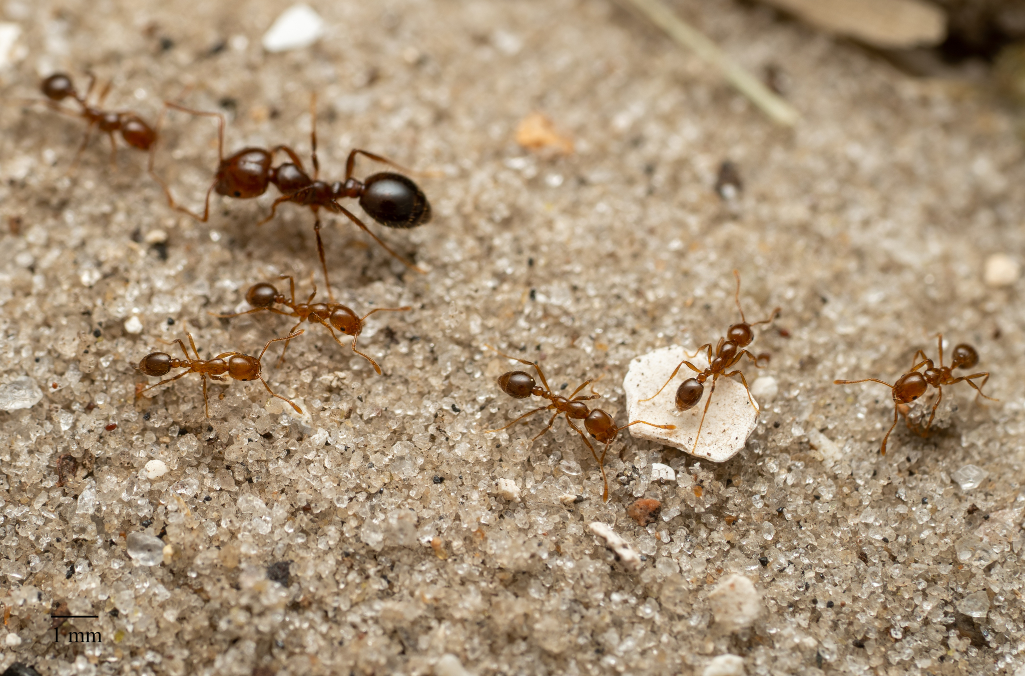 Varis hormigas en Sicilia