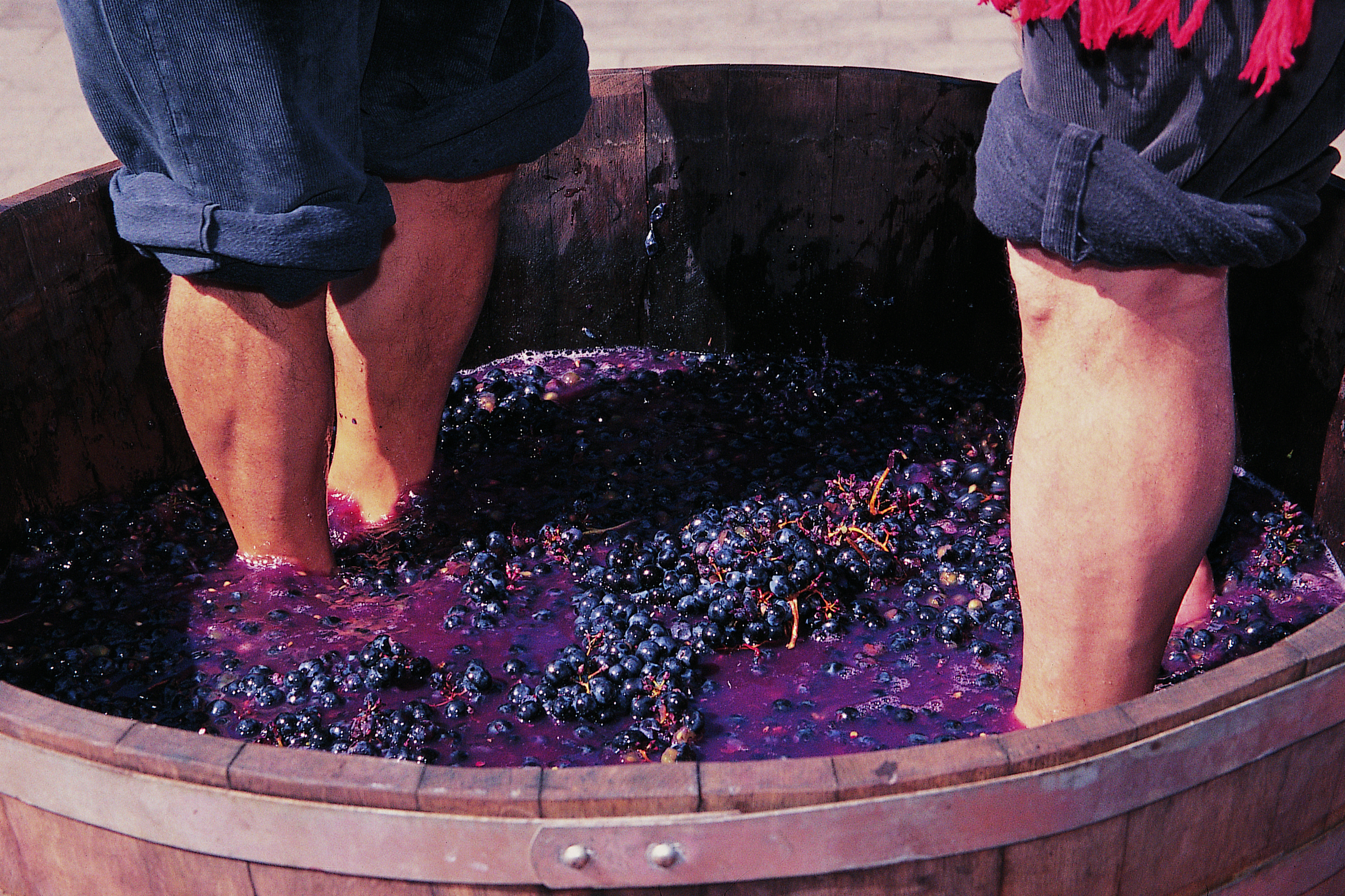 El típico pisado de la uva en una bodega de La Rioja.