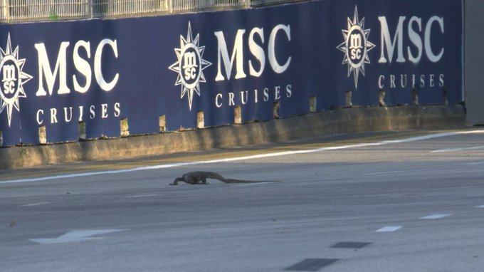 El lagarto en el circuito de Singapur, este viernes.