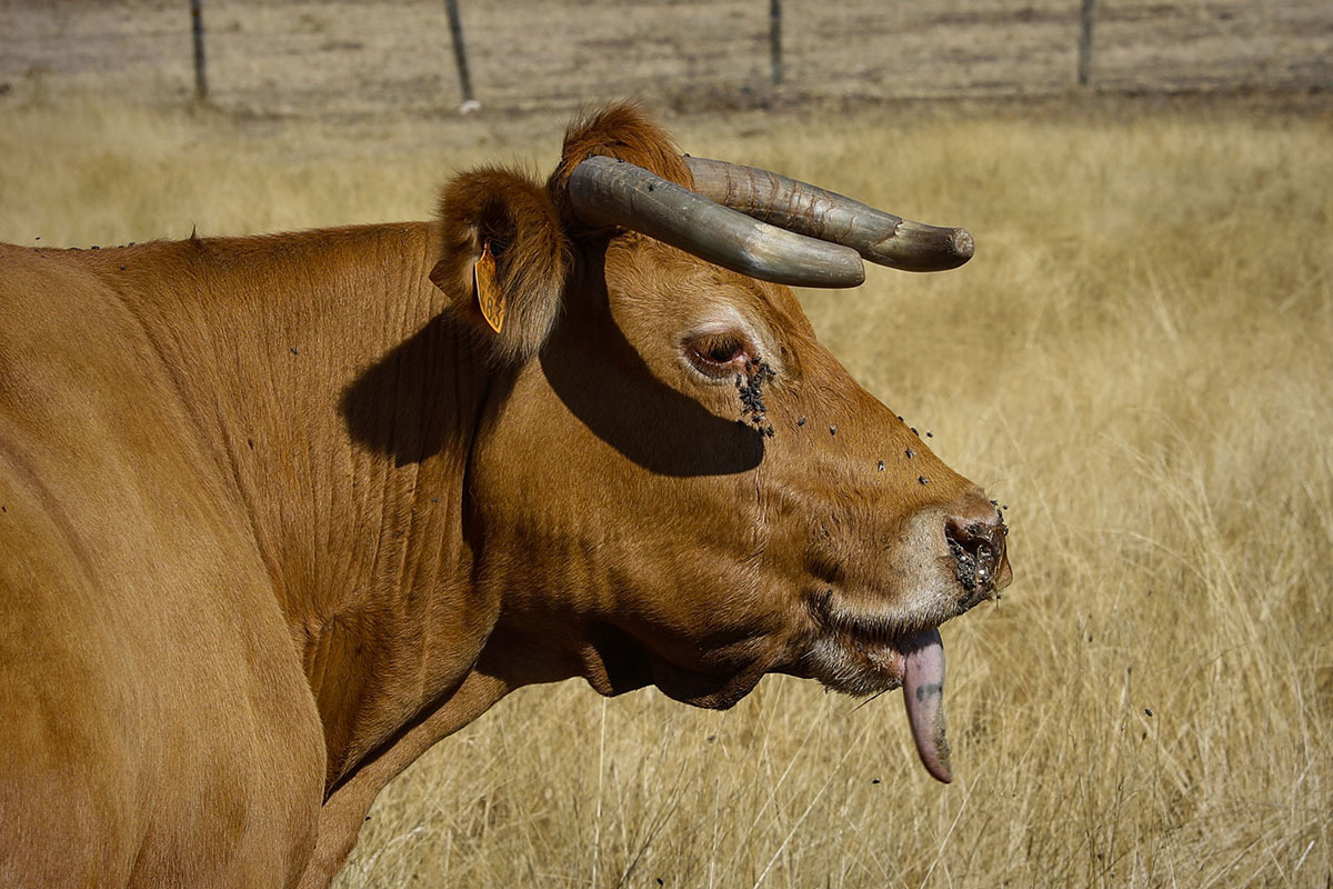 Una de las vacas con la lengua negra, llena de úlceras y sin poderla meter en su boca.