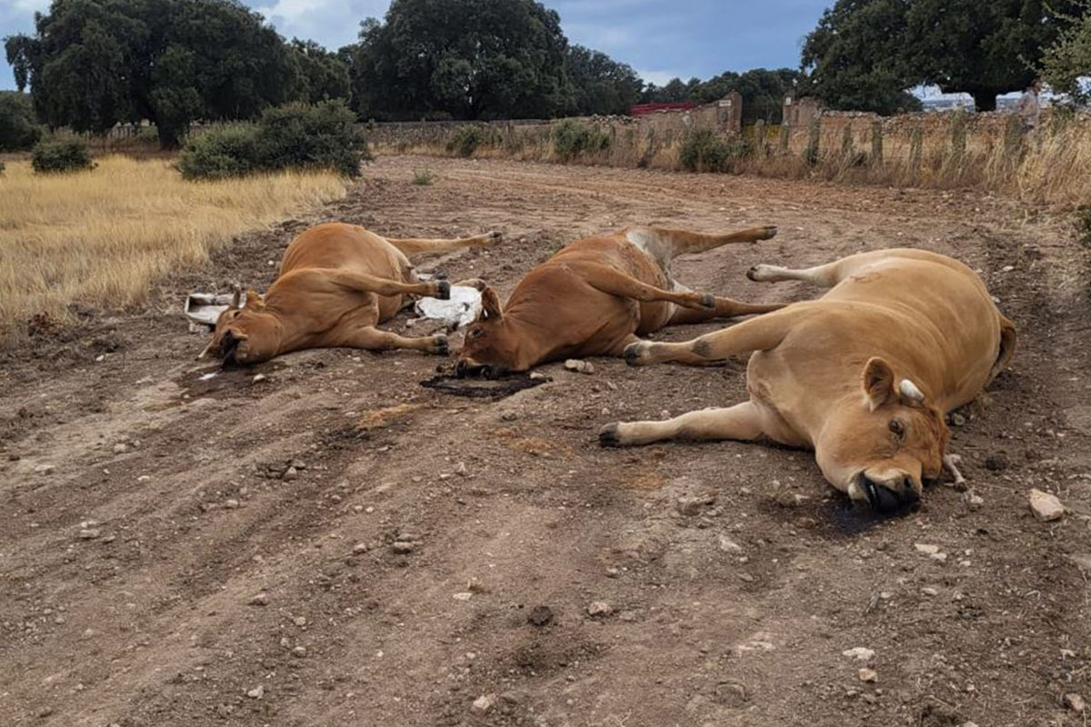 Tres de las ocho vacas de Ricardo que han muerto, esperando a ser recogidas por la empresa encargada.