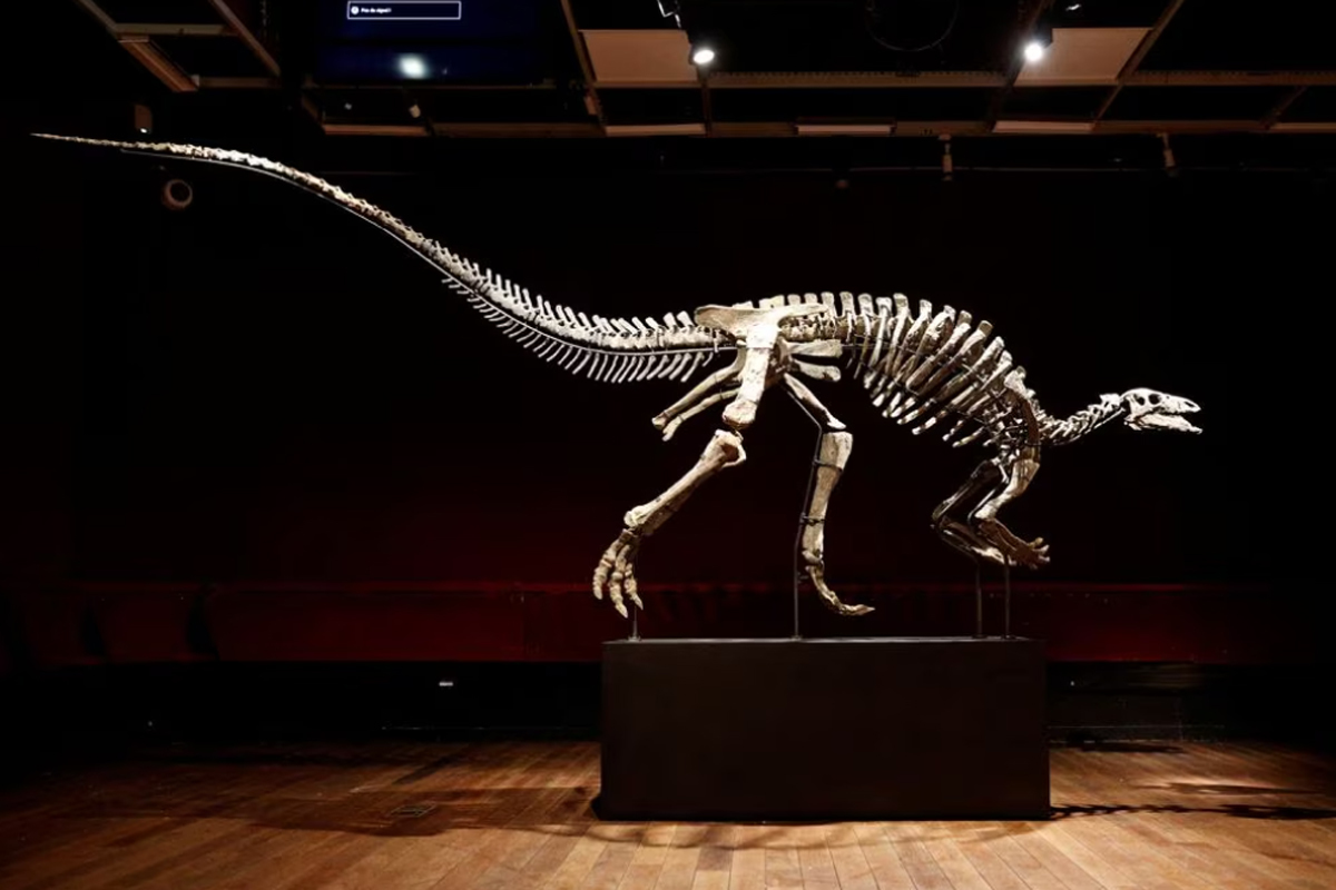 ‘Barry’, the 150 million-year-old Jurassic dinosaur that will be auctioned in Paris