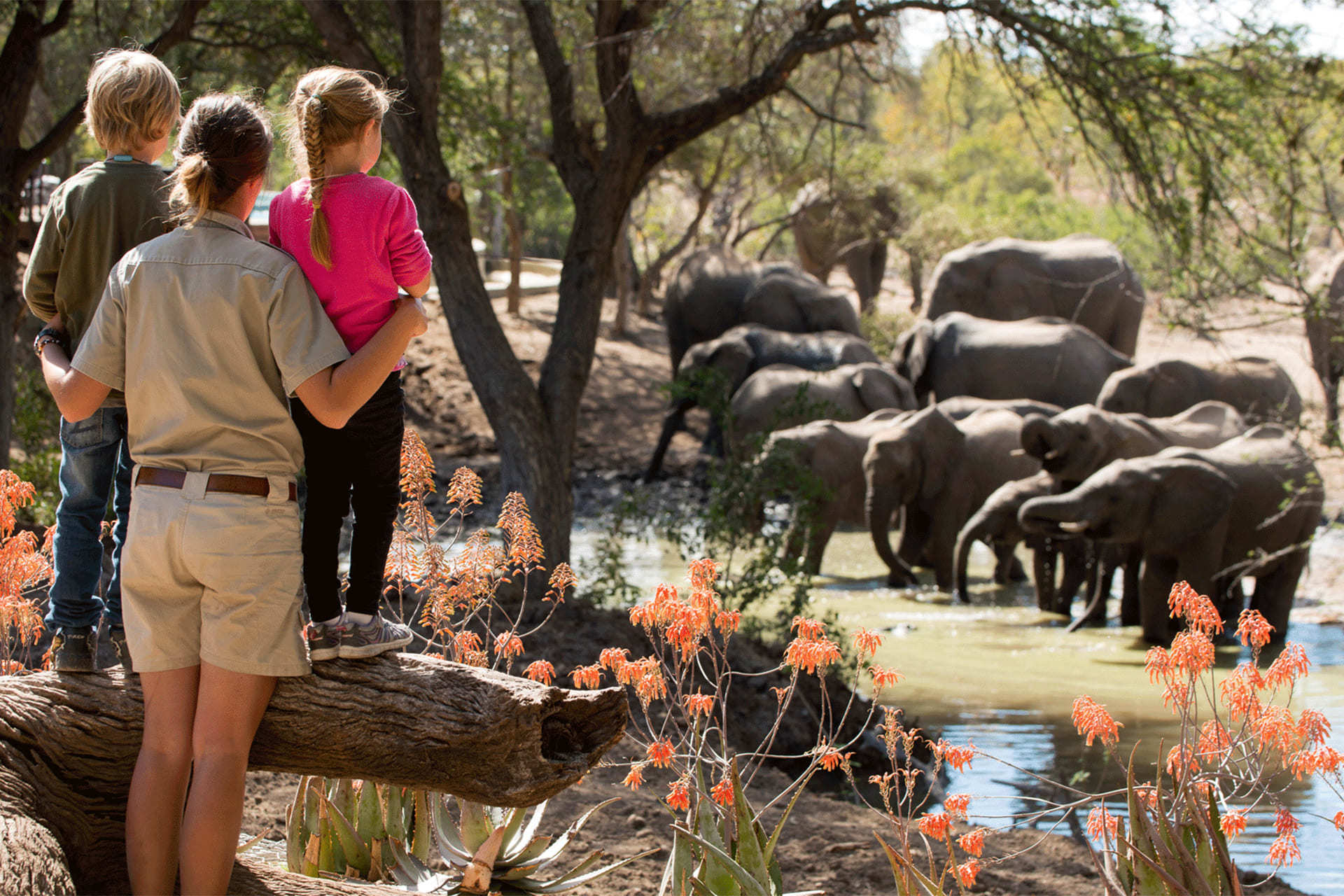 Niños observando una manada de elefantes con un ranger
