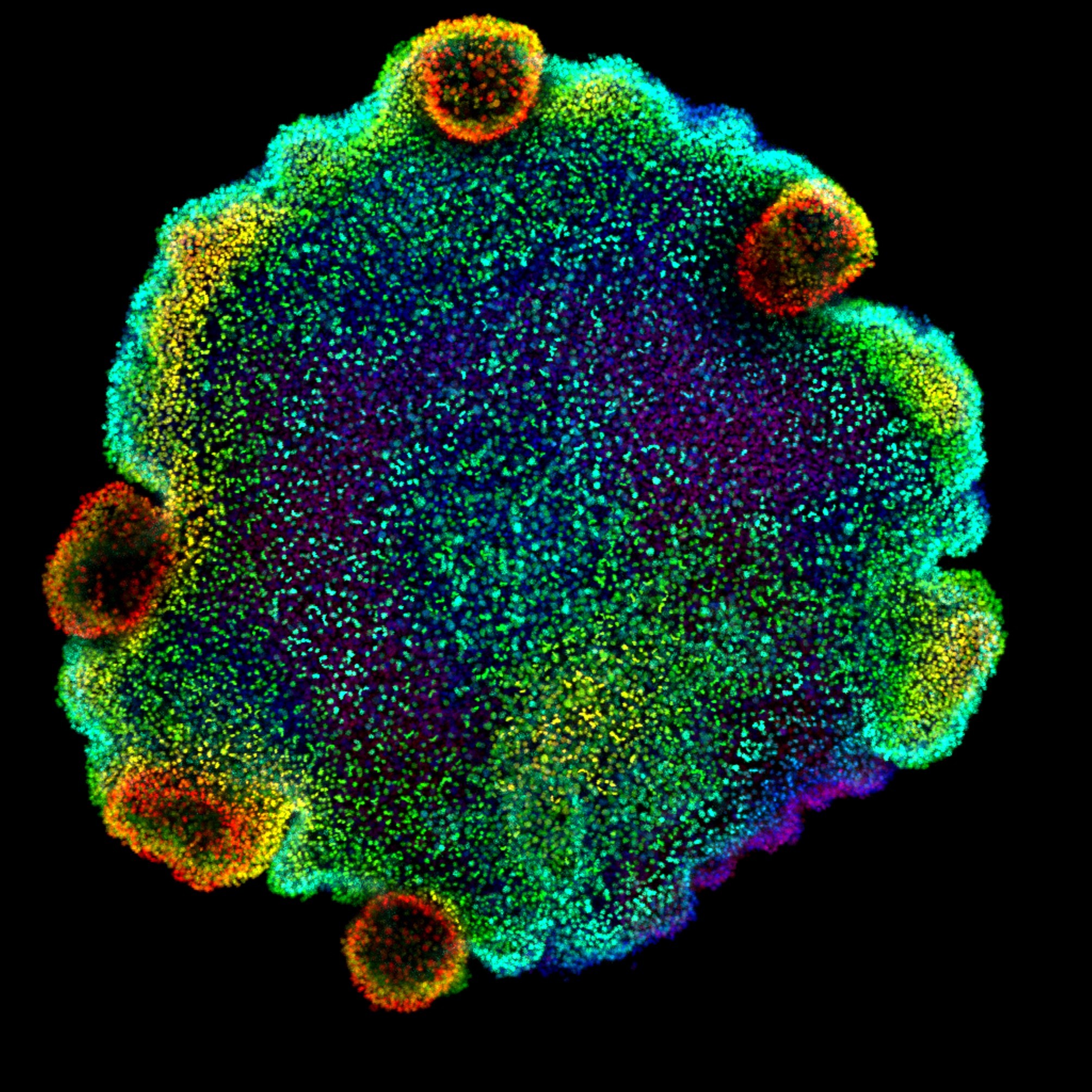 Imagen de microscopía confocal de núcleo de Trichoplax sp. H2, una de las cuatro especies de placozoos para las que los autores del estudio crearon un atlas celular