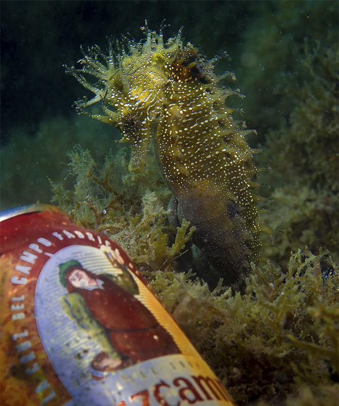 Un caballito de mar junto a una lata de cerveza en la Baha de Algeciras.