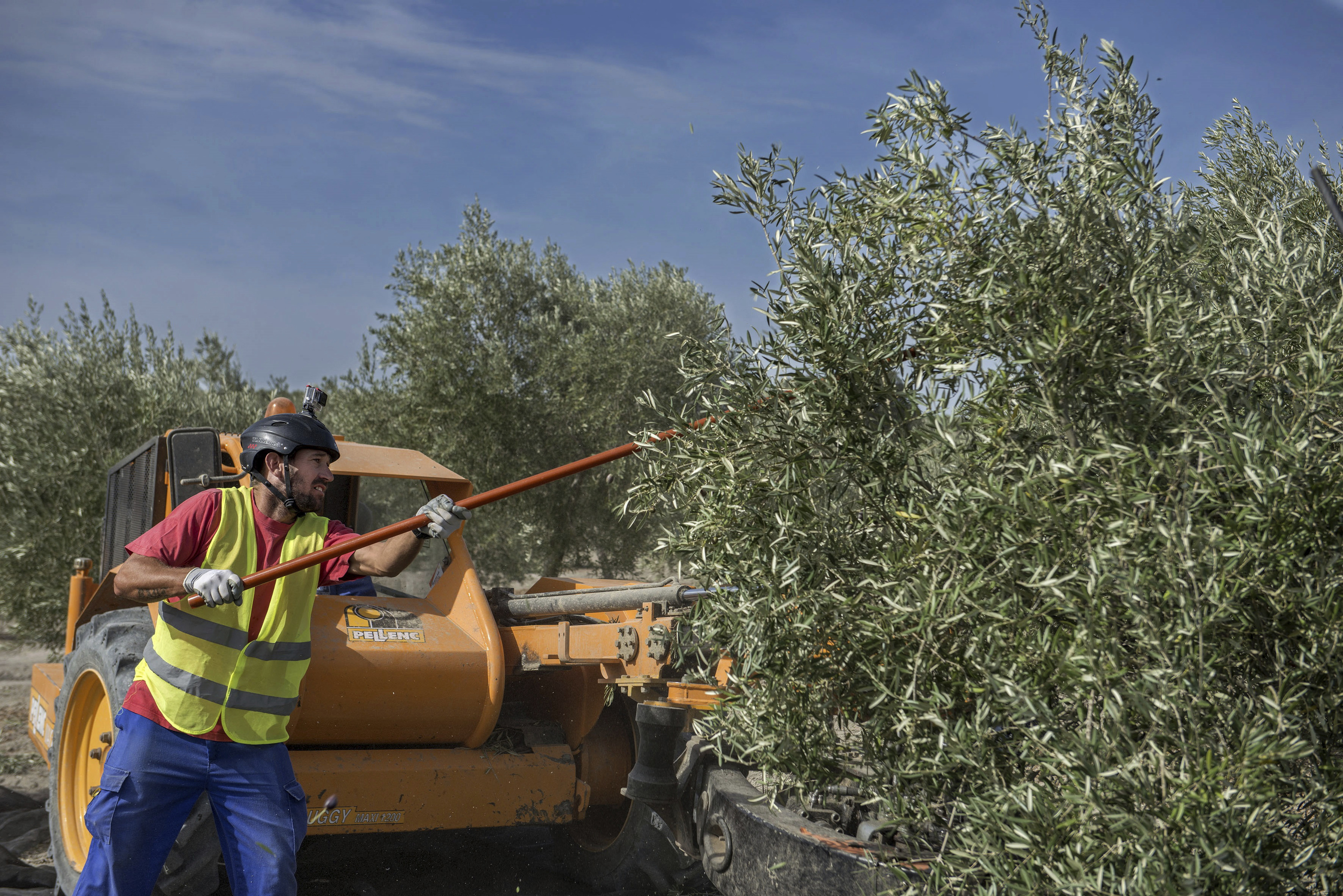 Un trabajador opera en una plantación de olivos en Jaén