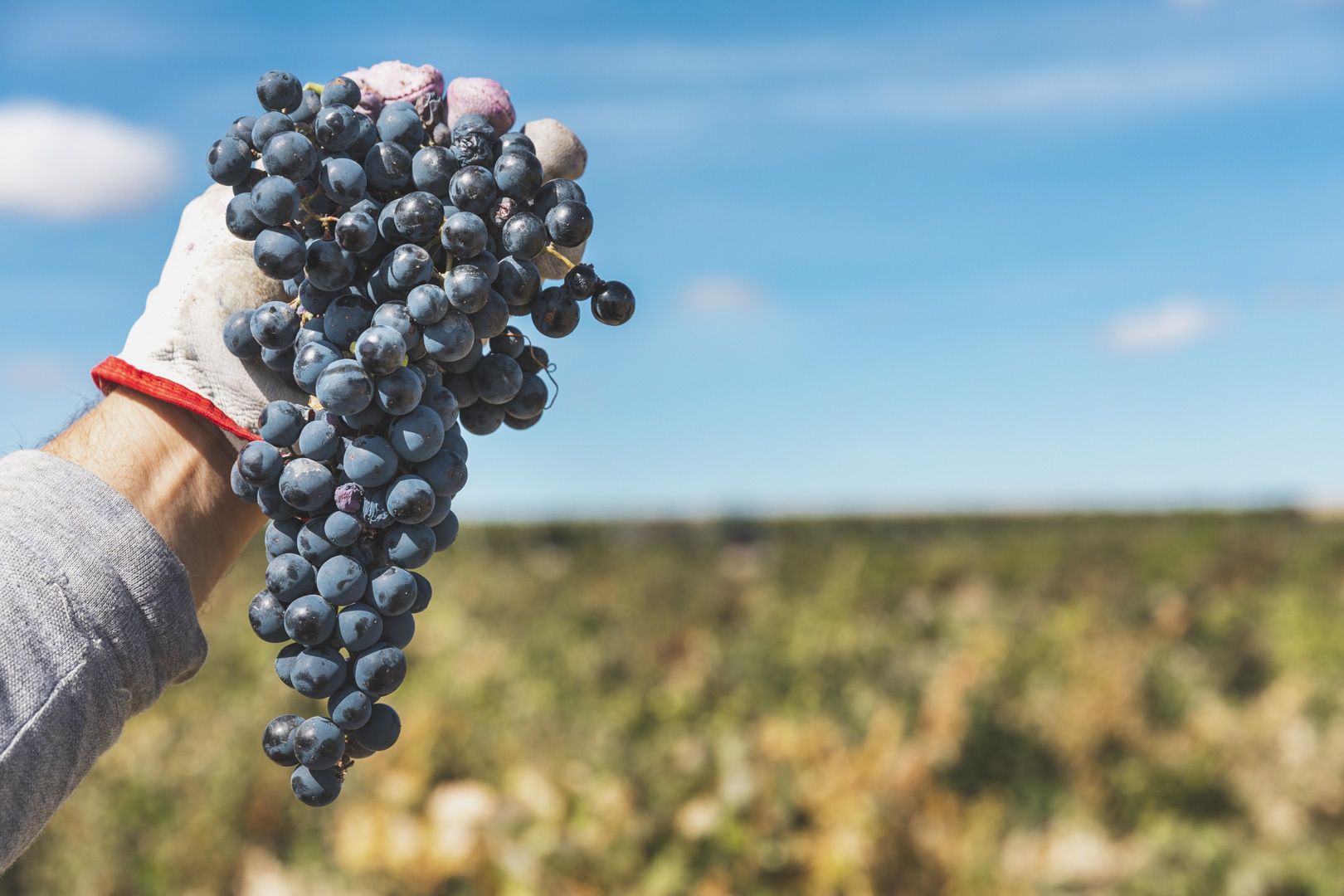 La recolección de la uva, un momento crucial para muchas comarcas de España.