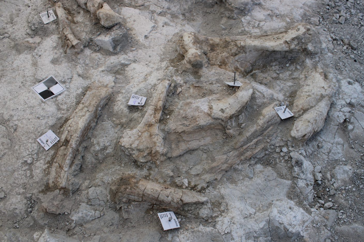 Parte de los fósiles encontrados en el polígono de la capital.