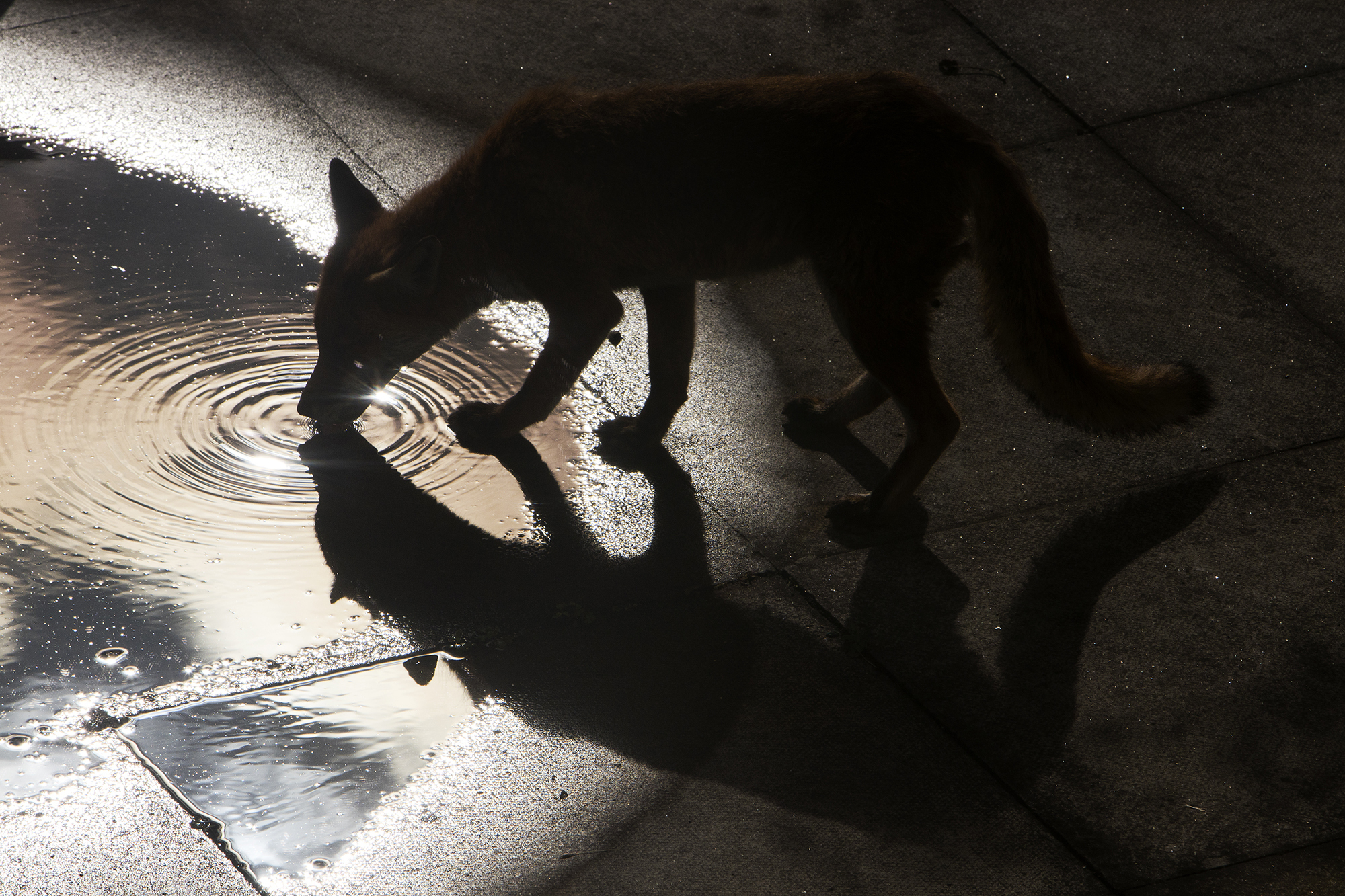 Imagen del proyecto de Alba sobre los zorros urbanos de Londres.