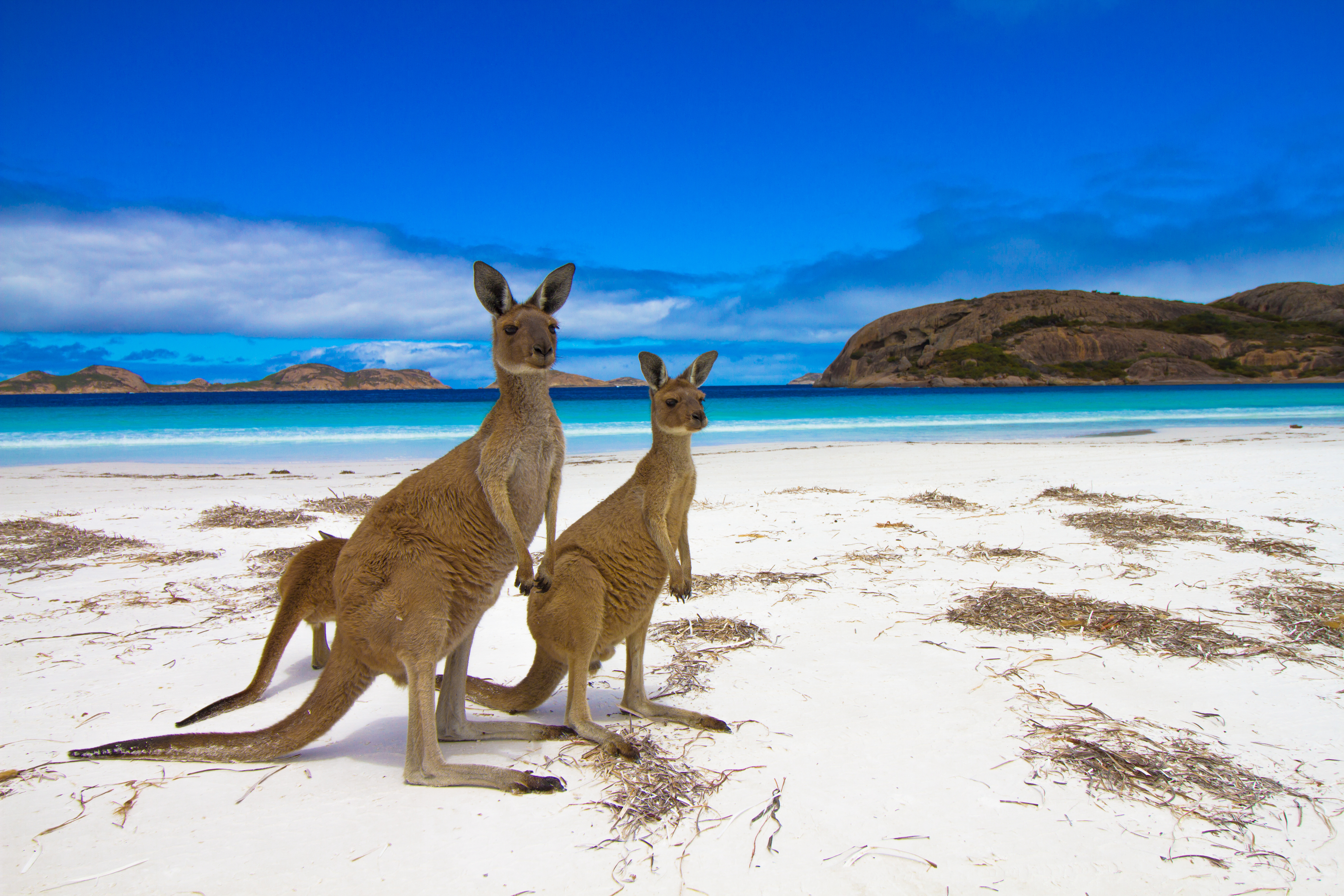La Isla Kangaroo de Austrlia.