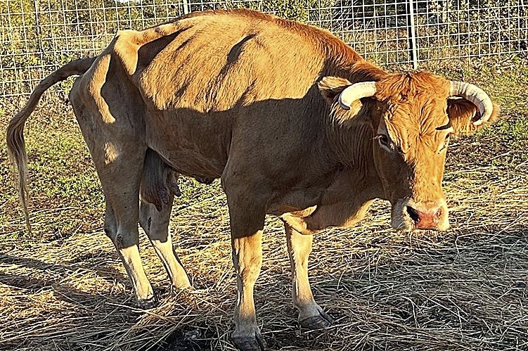 Una vaca famlica tras padecer la Enfermedad Hemorrgica Epizotica (EHE).