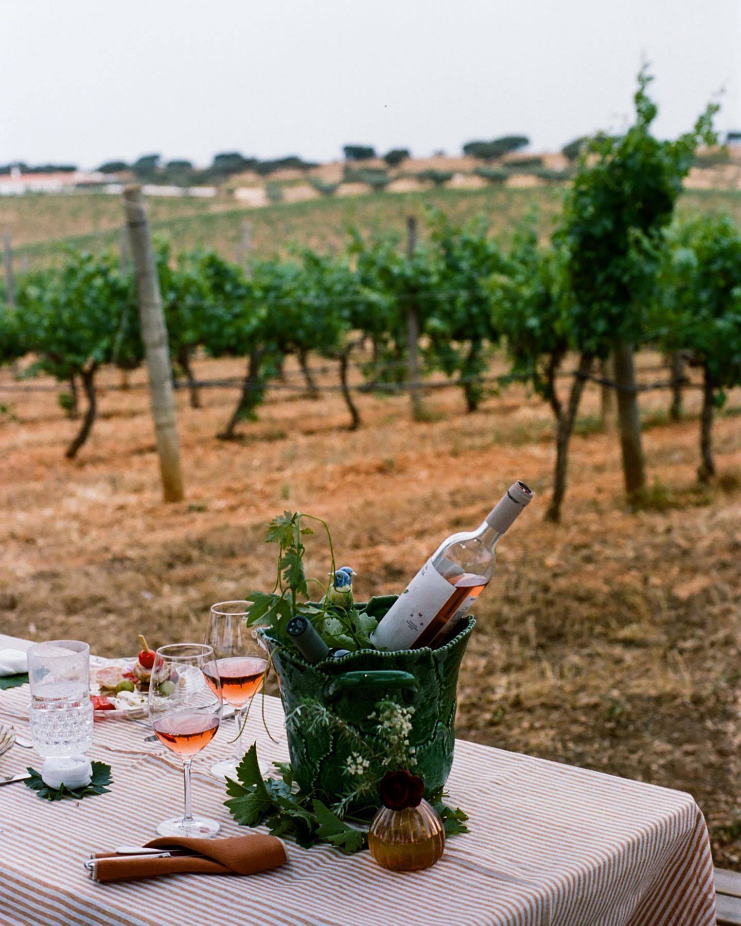 Pícnic entre las viñas.