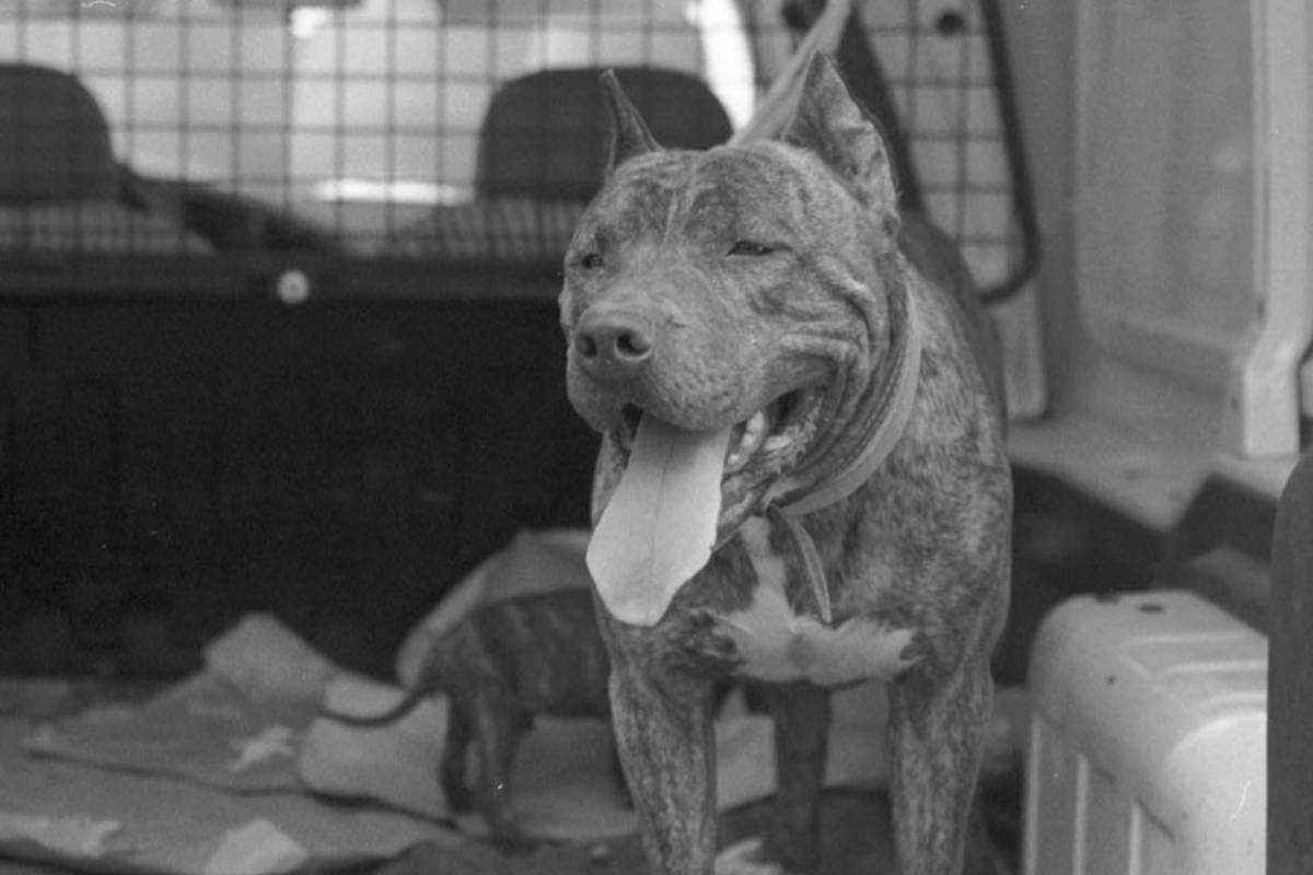 Un pitbull, en una imagen de archivo