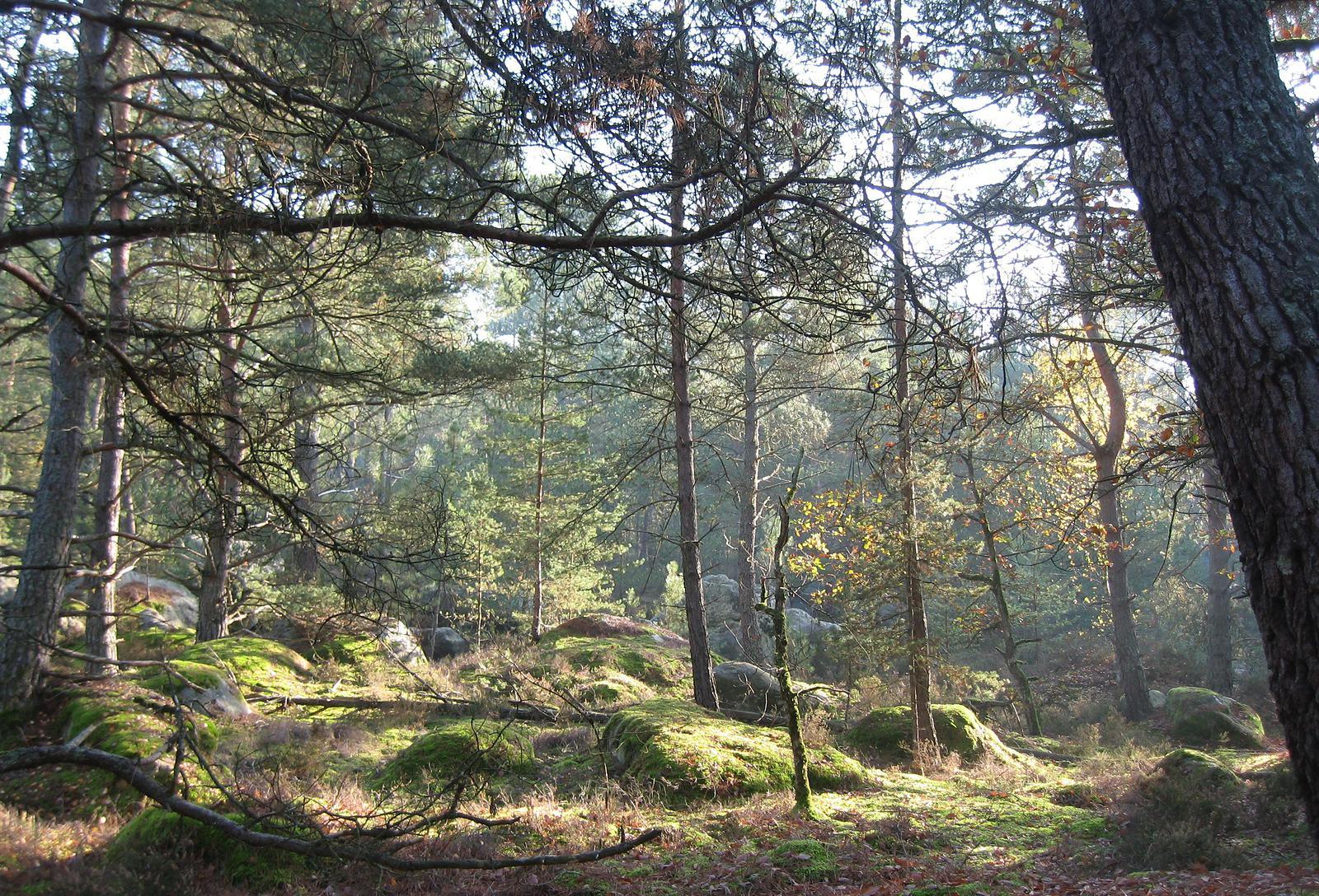 El bosque de Fontainebleau.