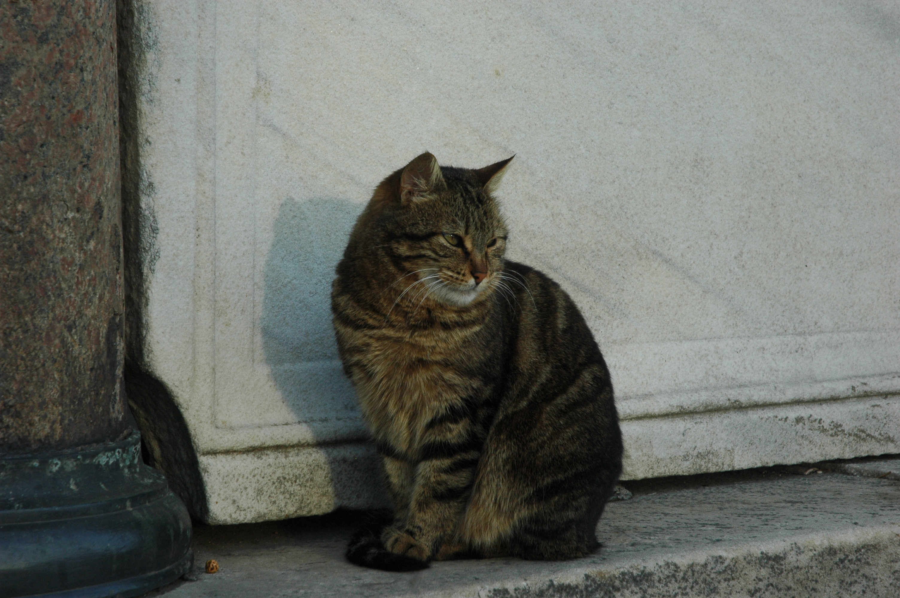 Un gato en Estambul