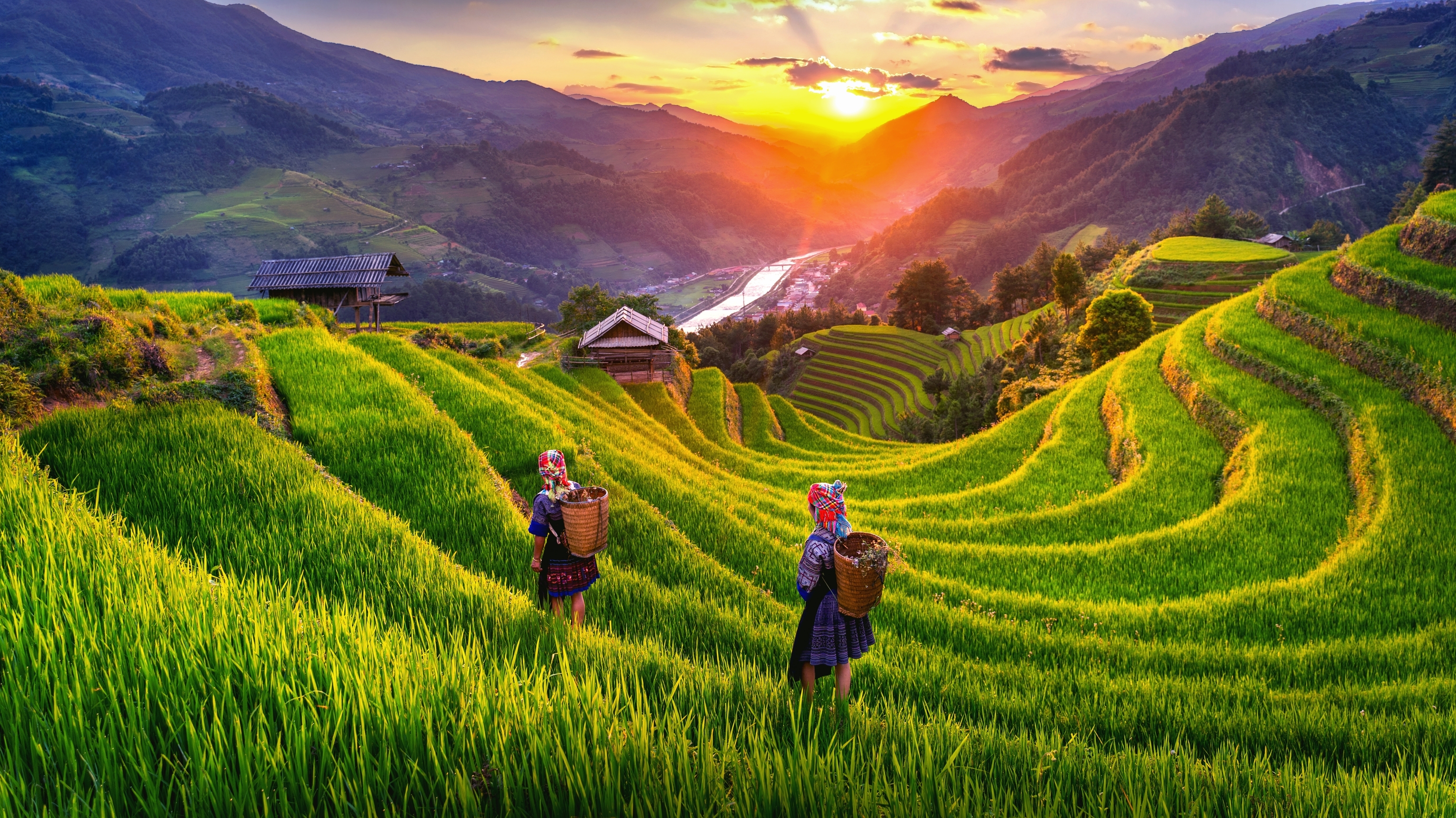 Los arrozales de Vietnam.