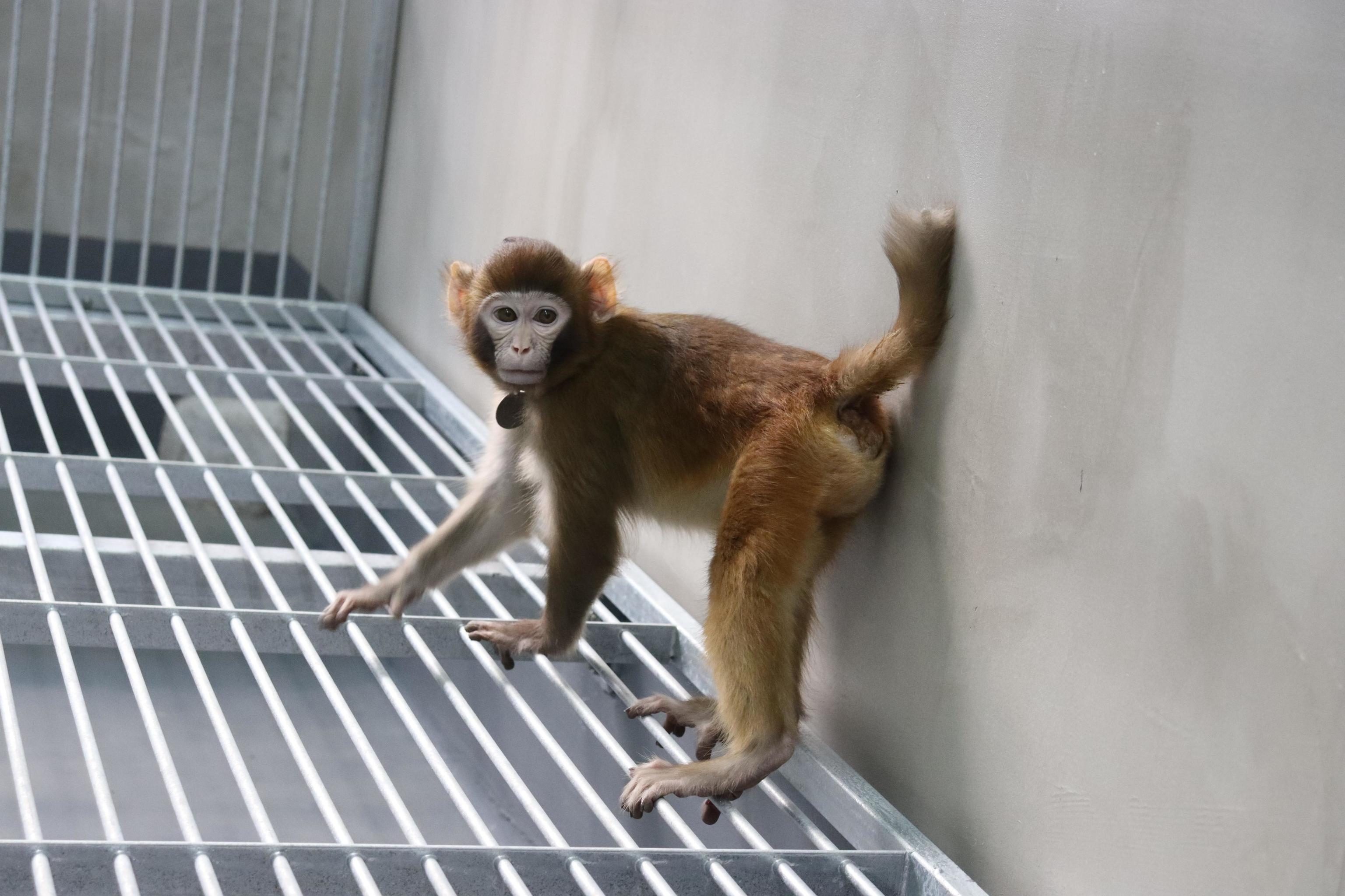 Imagen del mono clonado, en una fotografa tomada a los 17 meses de su nacimiento.