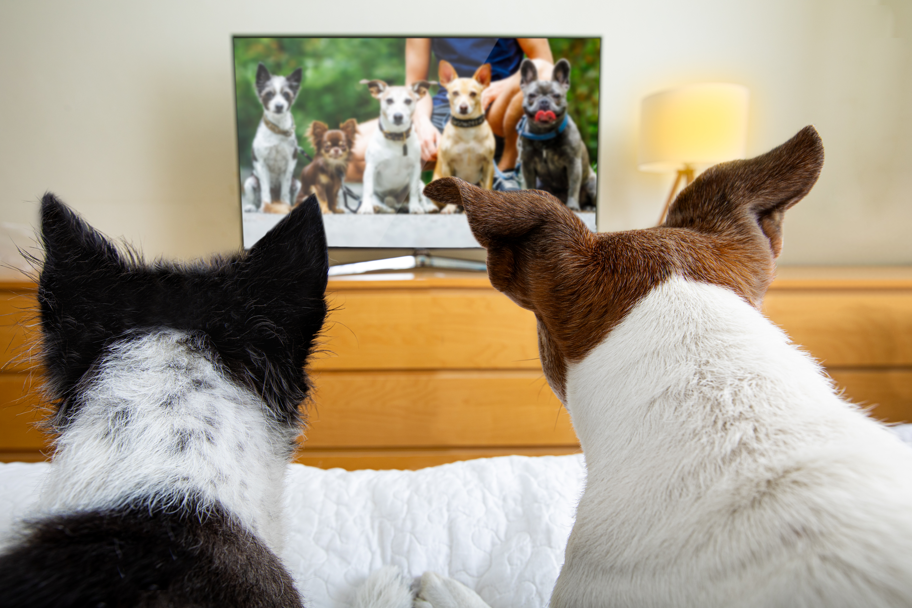Dos perros sentados en una cama viendo la televisin.
