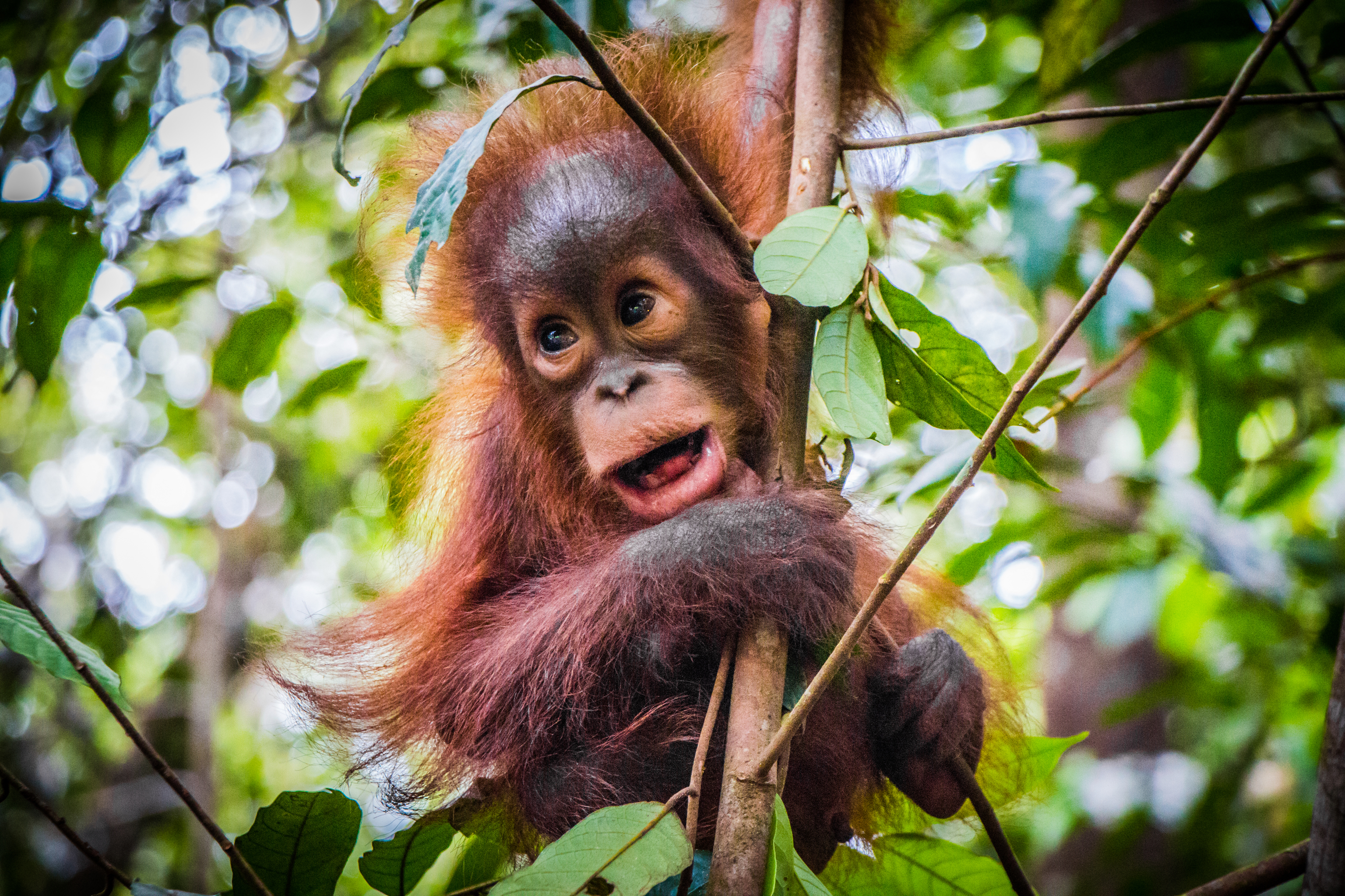 Los famosos orangutanes de Borneo.