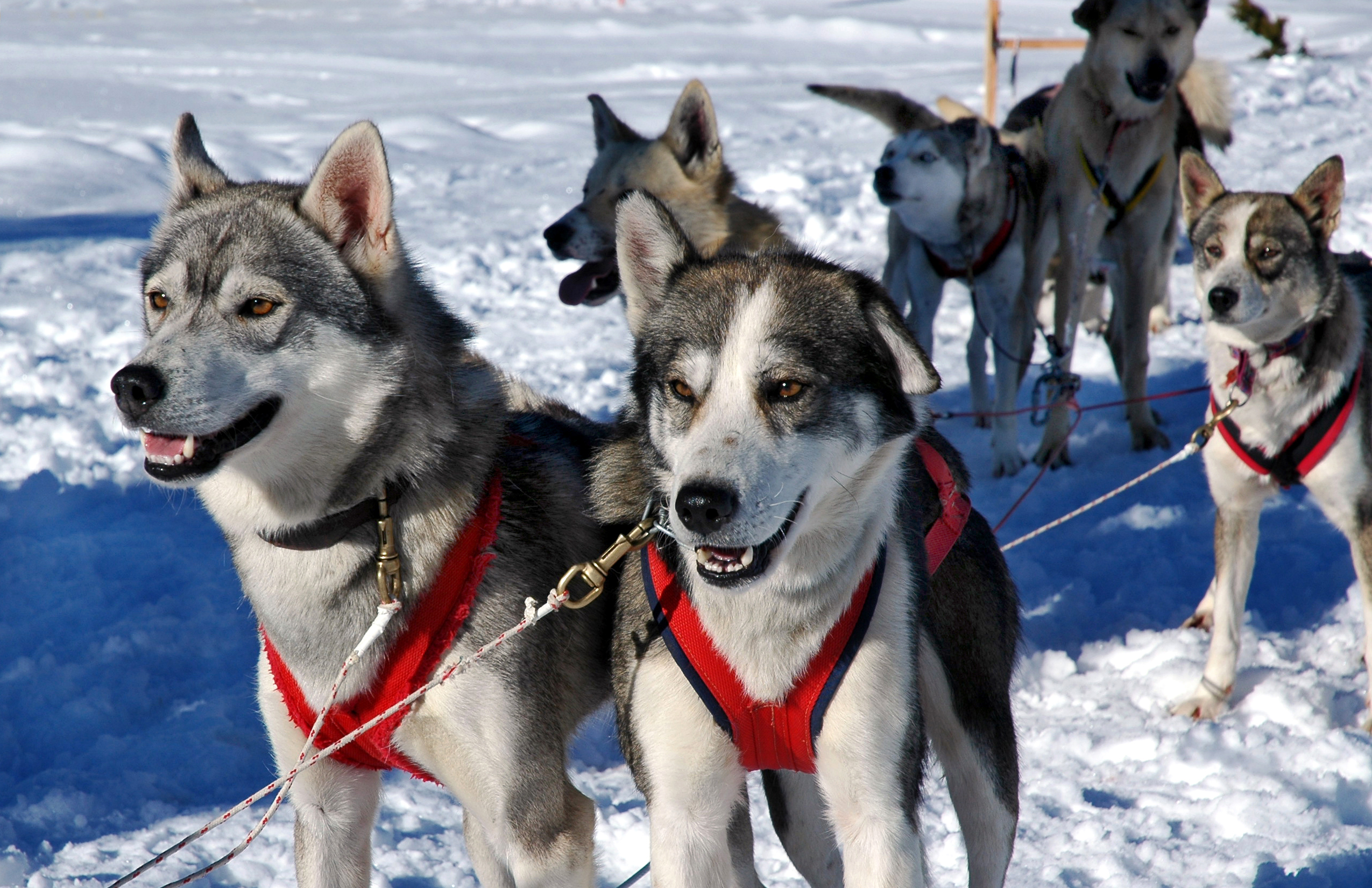 Perros nórdicos para la práctica de 'mushing' o carrera de trineos.