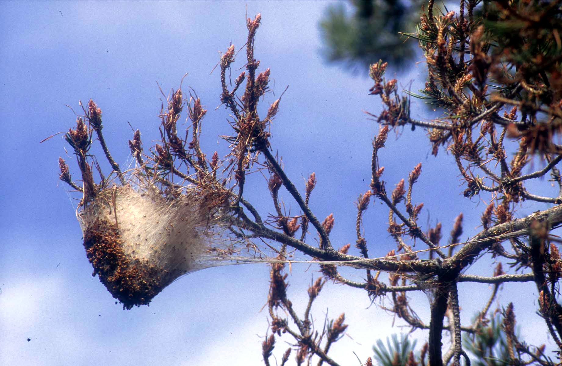Bolsa invernal sobre un pino albar nevadense en el que se aprecian los daos de las orugas.