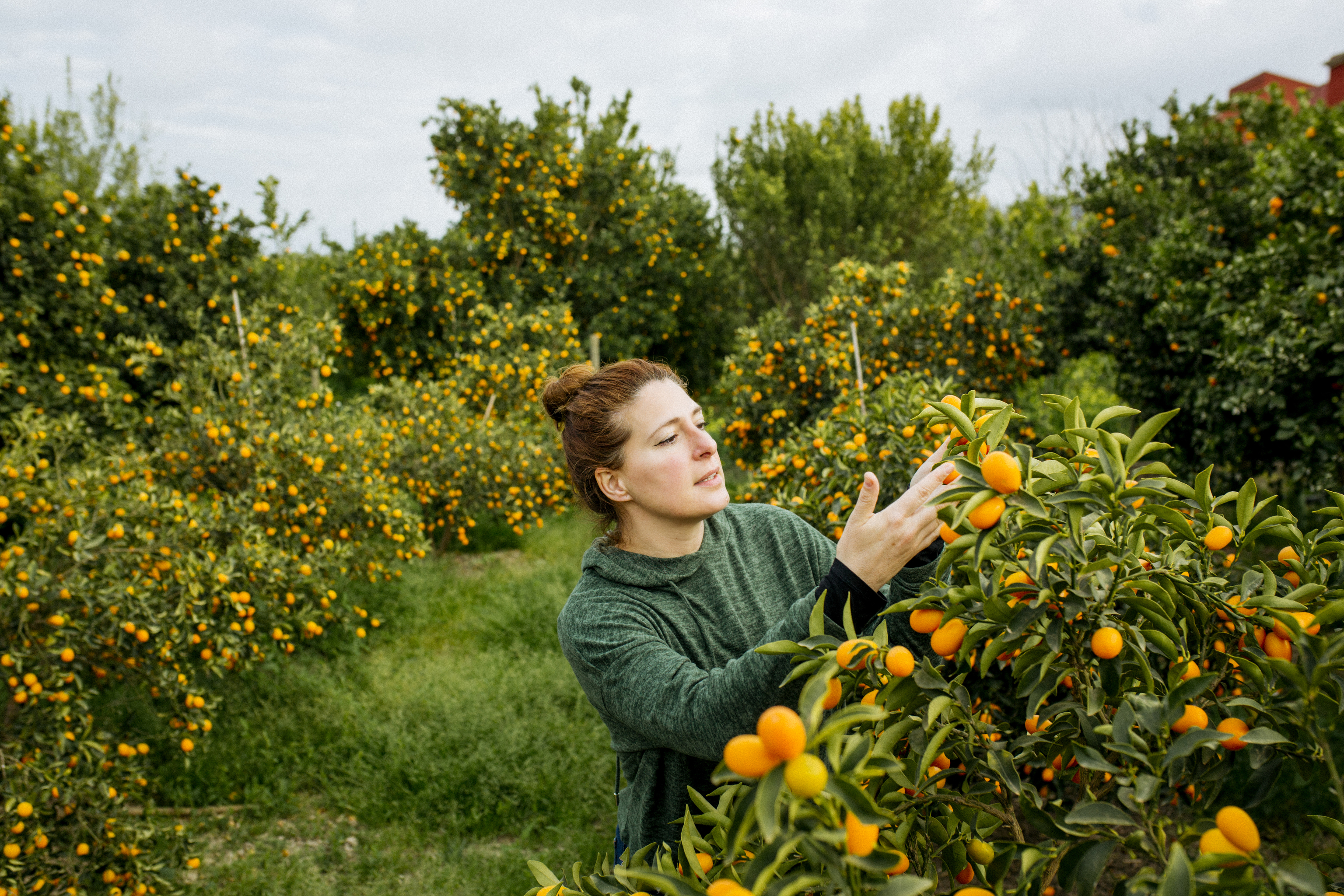 Una joven recoge las famosas naranjas valencianas.