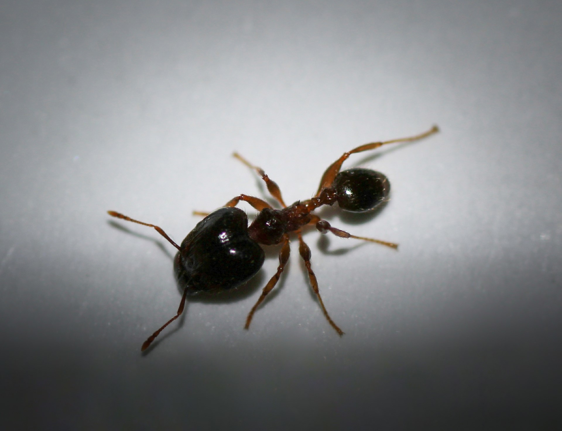 Una hormiga leona o cabezona (Pheidole megacephala),