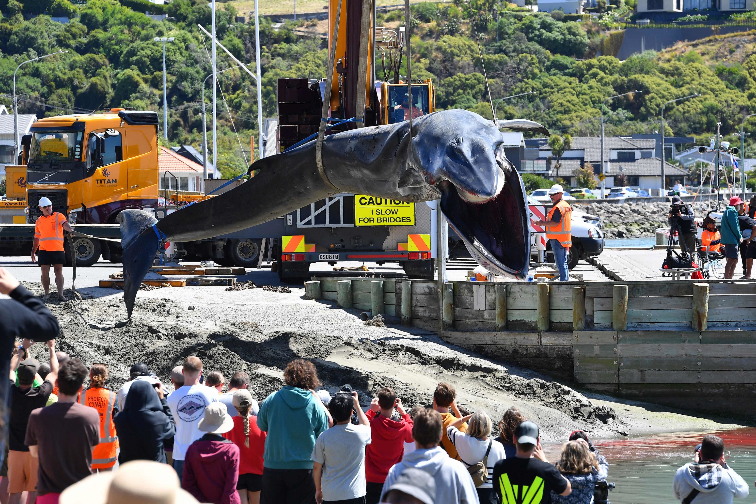 La ballena, en el momento de ser evacuada con una gra.