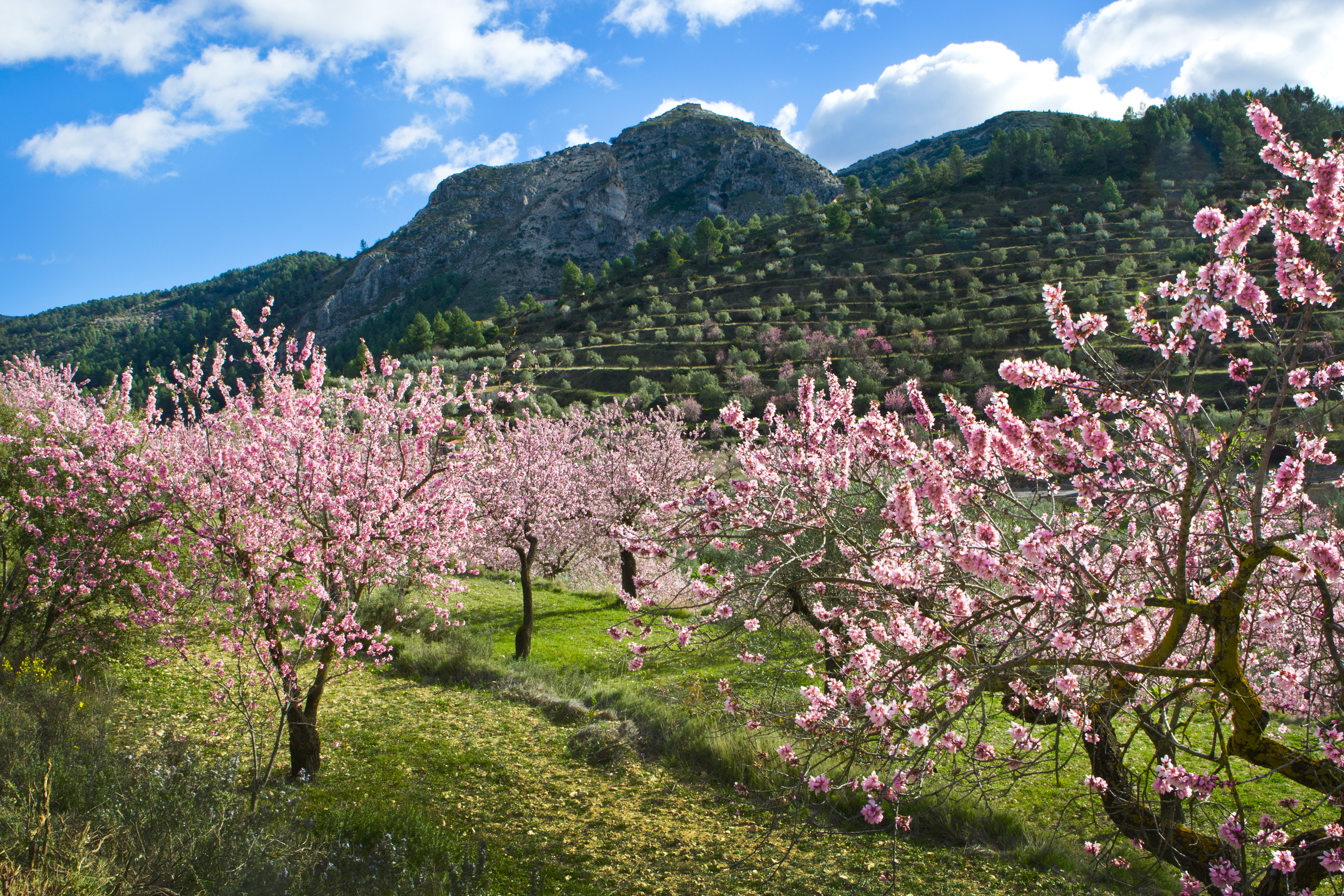 La floración de los almendros en Alicante.
