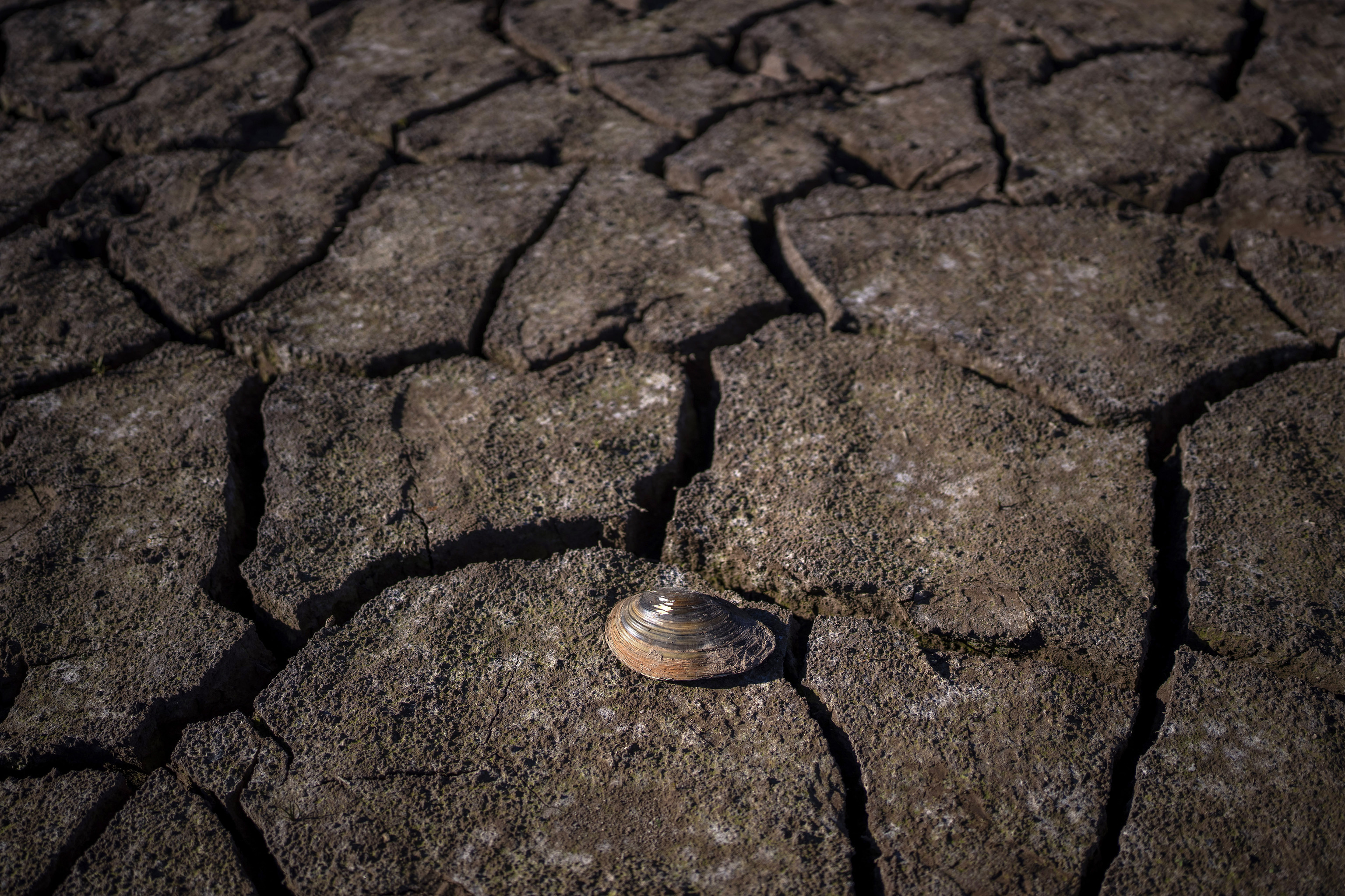 A clam lies dead on the dry surface of the Arnius-Boadella reservoir, which is only at 12 percent of its capacity, near Figueras, north of Girona, Spain, Thursday, Jan. 25, 2024. Barcelona and the surrounding area of Spain's northeast Catalonia are preparing to face tighter water restrictions amid a historic drought that has shrunk reservoirs to record lows. Catalonia has recorded below-average rainfall for 40 consecutive months. Experts say that the drought is driven by climate change and that the entire Mediterranean region is forecast to heat up at a faster rate than many other regions in the coming years. (AP Photo/Emilio  lt;HIT gt;Morenatti) lt;/HIT gt;