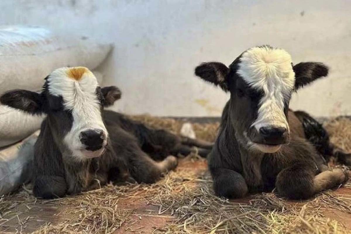 Un laboratorio ha logrado clonar dos especies de ganado de Qinghai que estaban casi extintas.