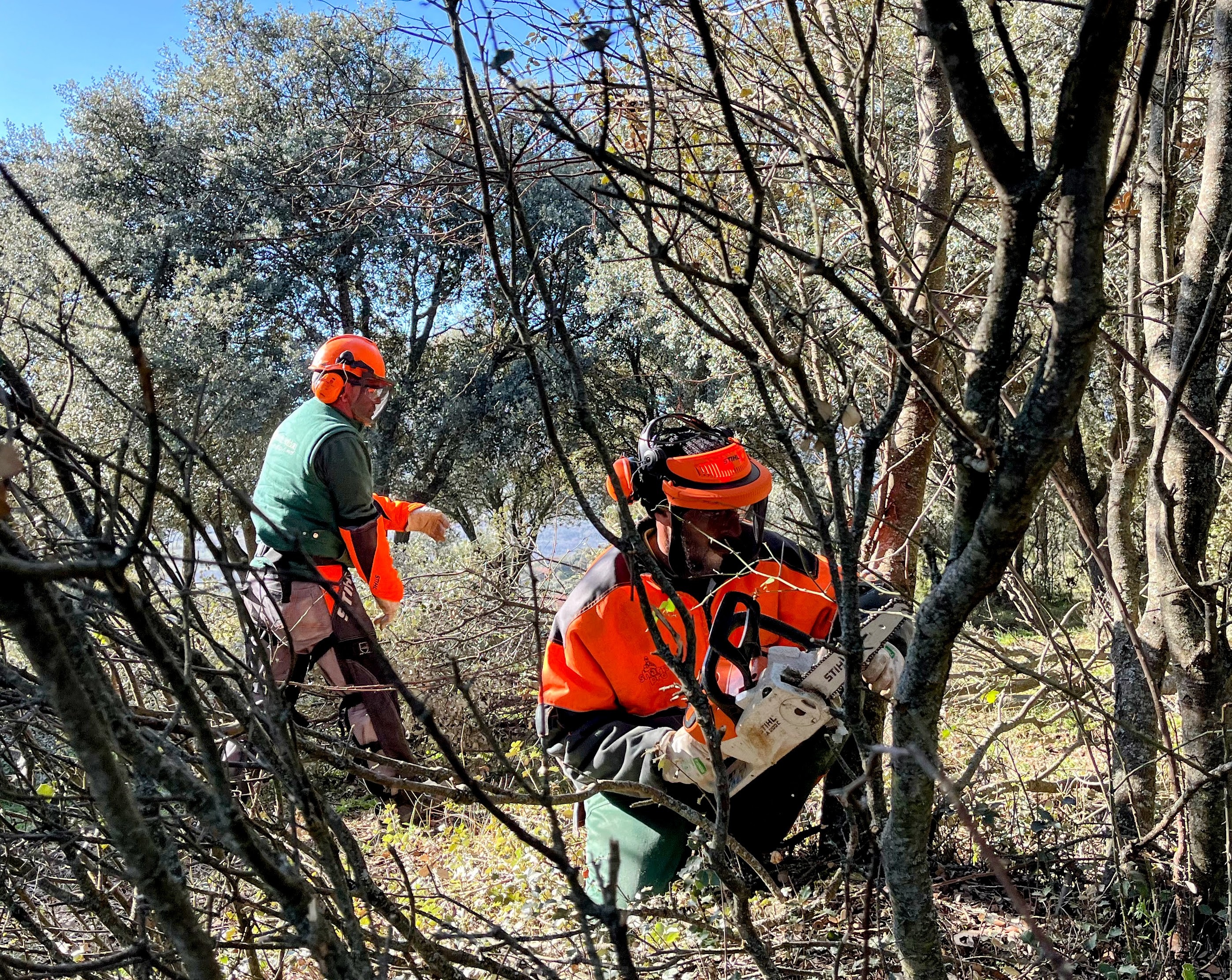 Dos trabajadores del camping limpian las encinas de brotes que restan recursos al árbol.