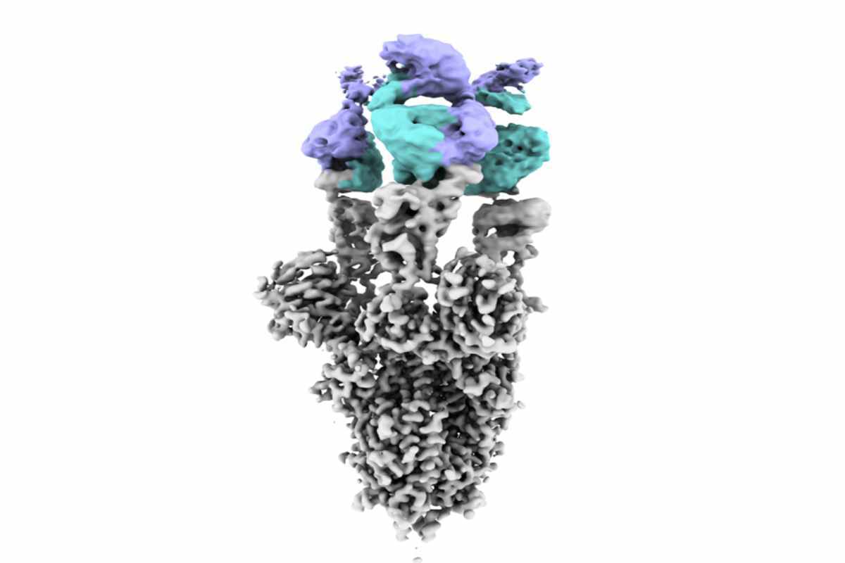 Imagen obtenida por criomicroscopa electrnica de la protena Spike del virus SARS-CoV2 con el nuevo anticuerpo unido.