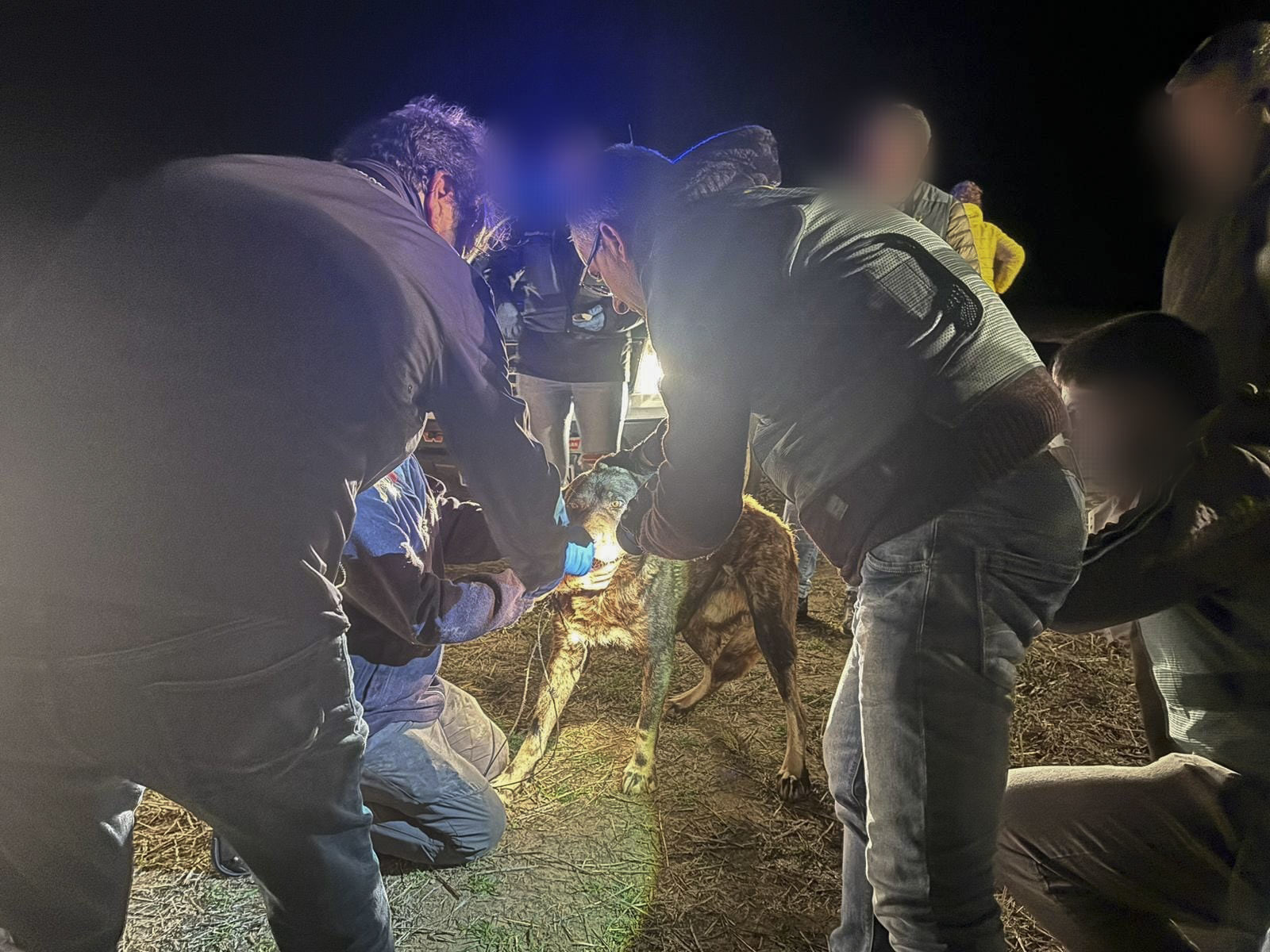 Efectivos de la Guardia Civil junto a uno de los perros implicados en el ataque mortal a la mujer, el pasado octubre.