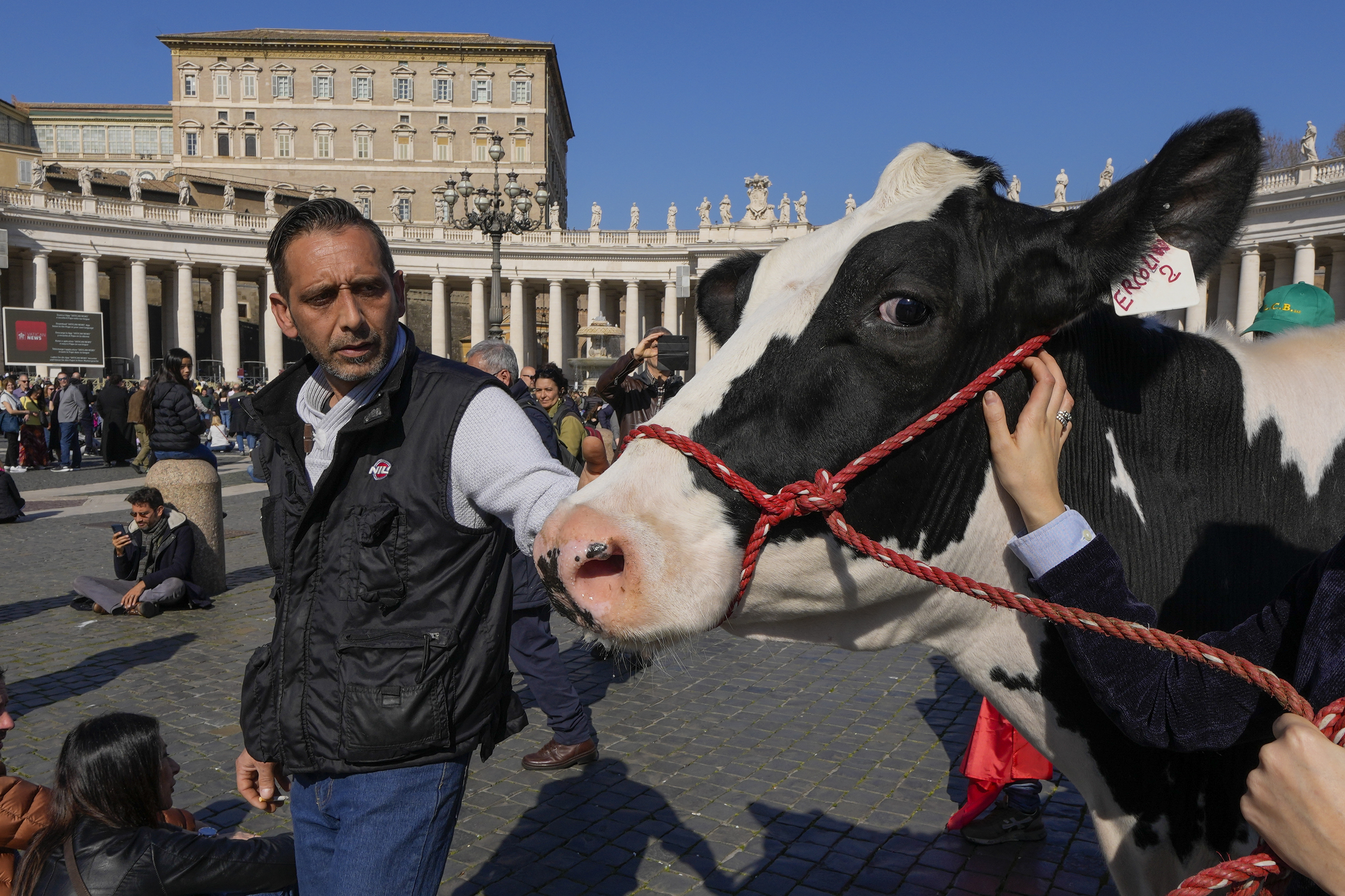 Los agricultores italianos le regalan un tractor al Papa y llevan una vaca al Vaticano