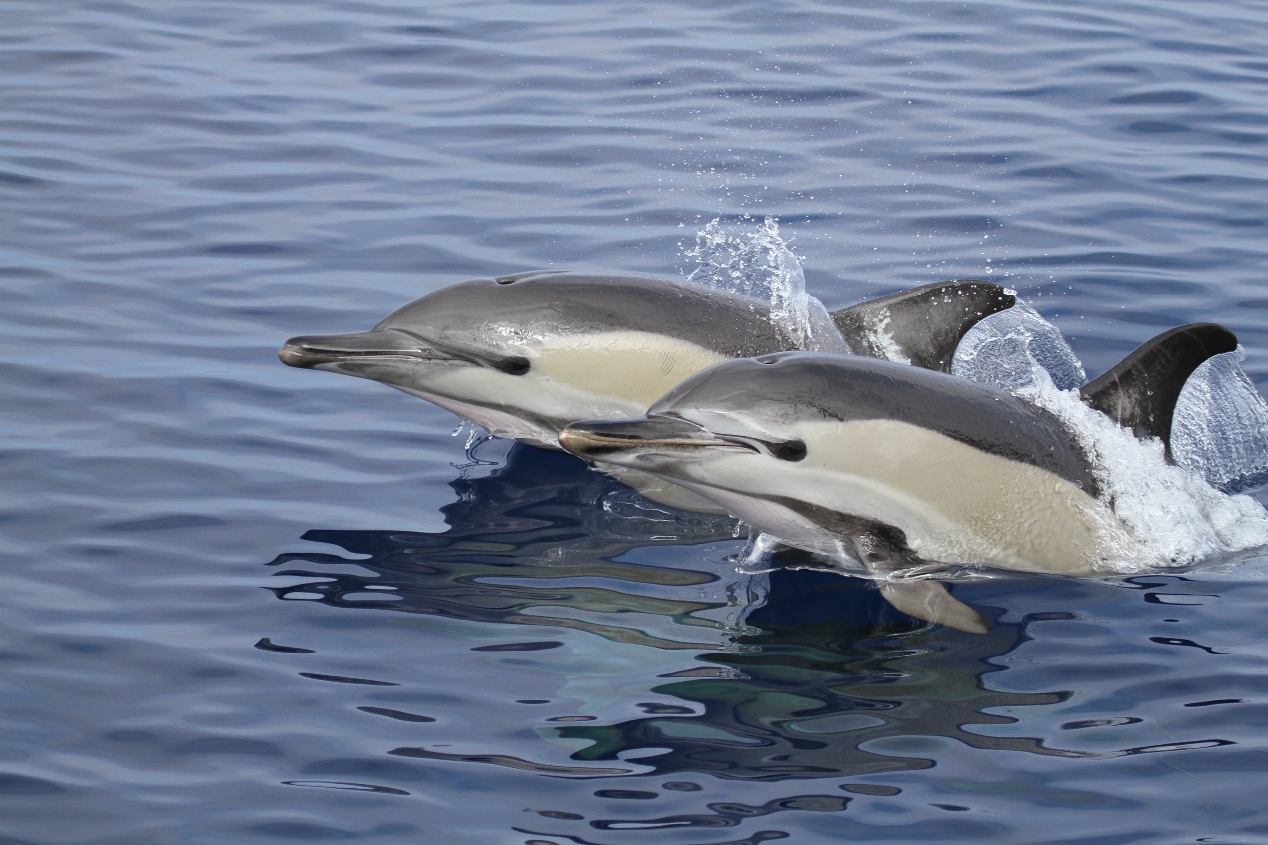 Dos delfines listado.