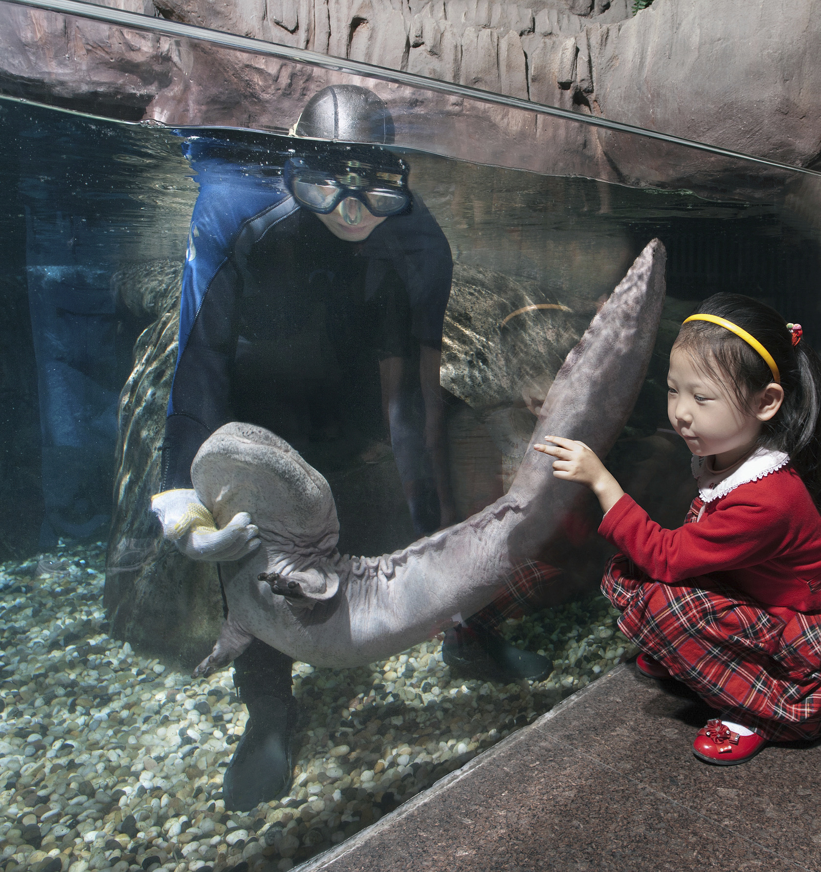 Un trabajador de un acuario en China  sujeta suavemente una salamandra gigante china en un tanque de agua dulce.