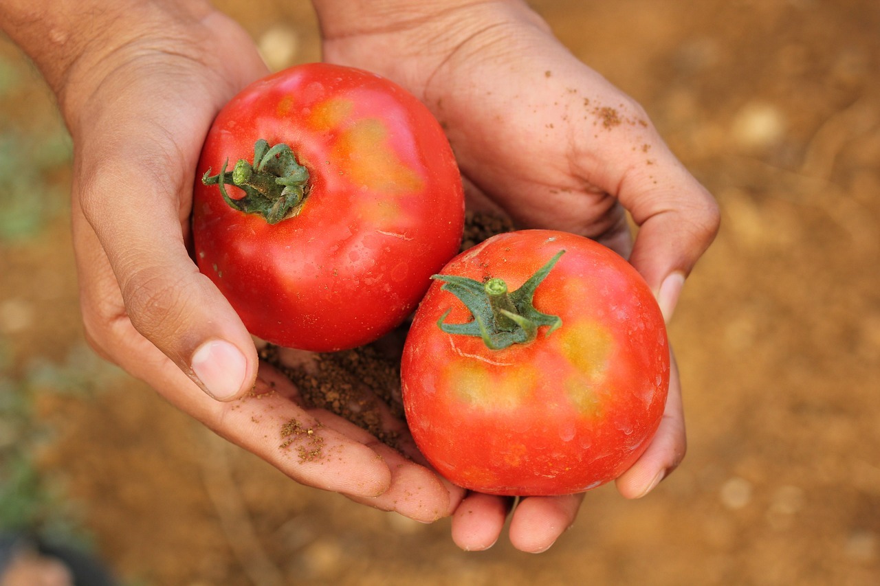 Dos tomates recin cogidos de su mata en el campo.