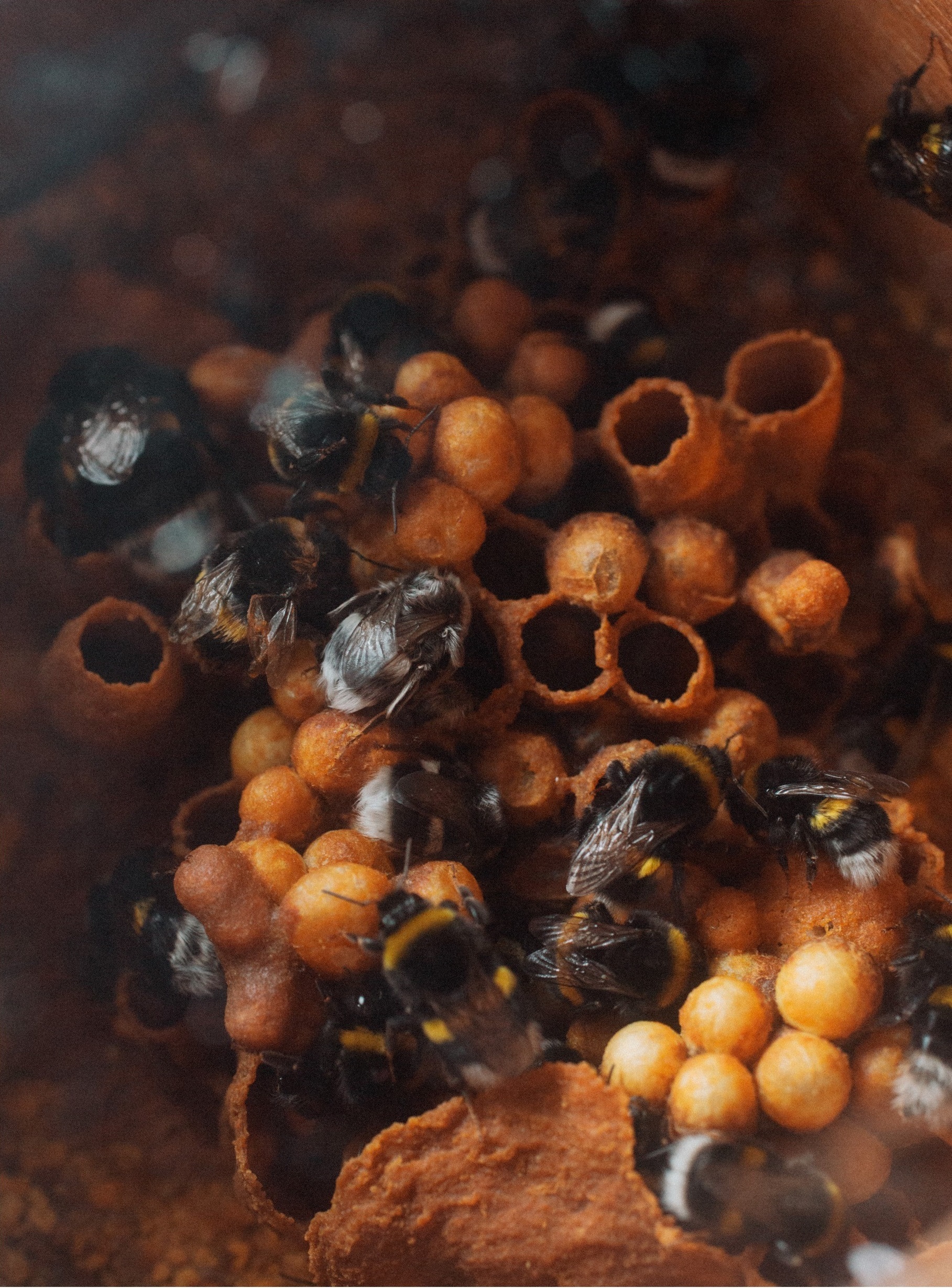 Una colonia de abejorros
