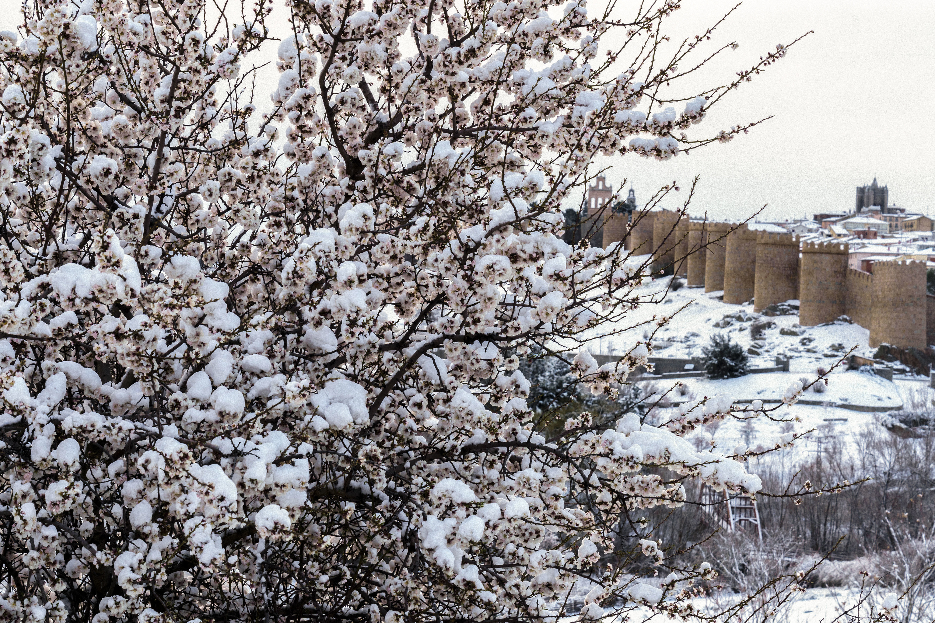 Un almendro en flor cubierto de nieve frente a las murallas de vila.