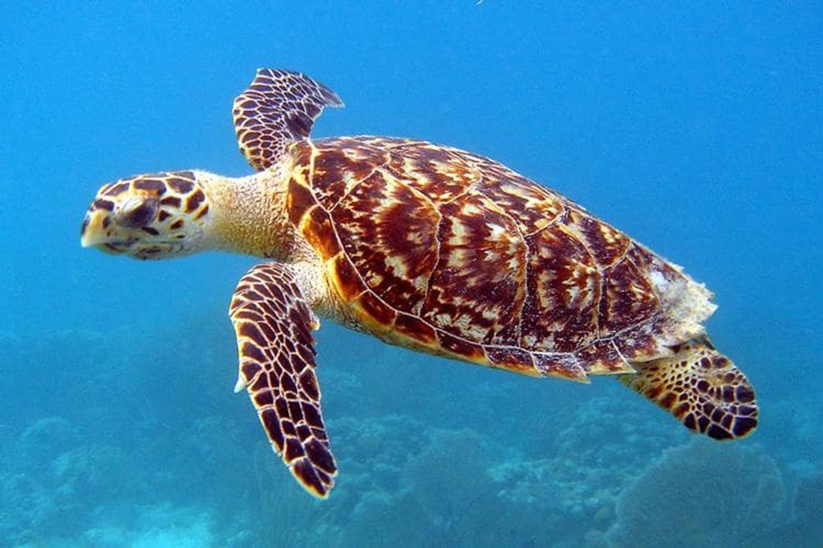 Una tortuga marina en aguas de Zanzbar.