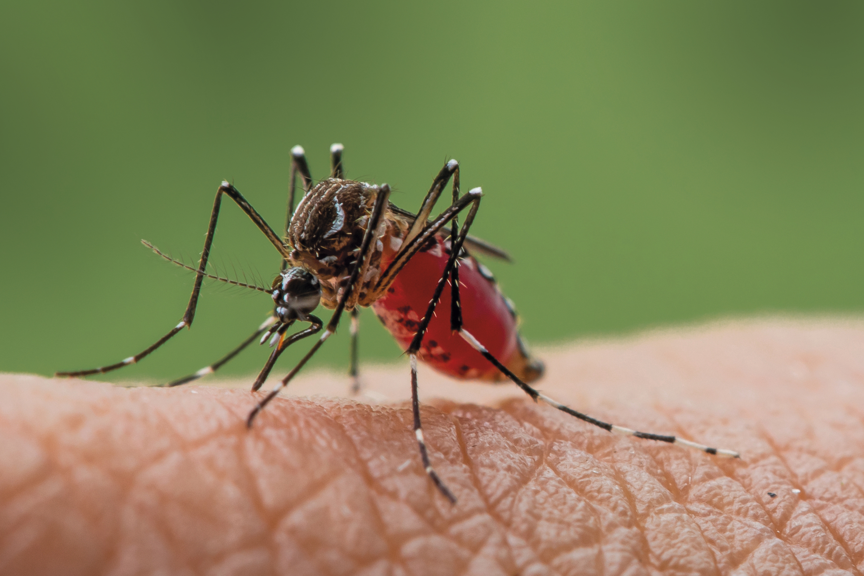 Un mosquito picando a una persona.