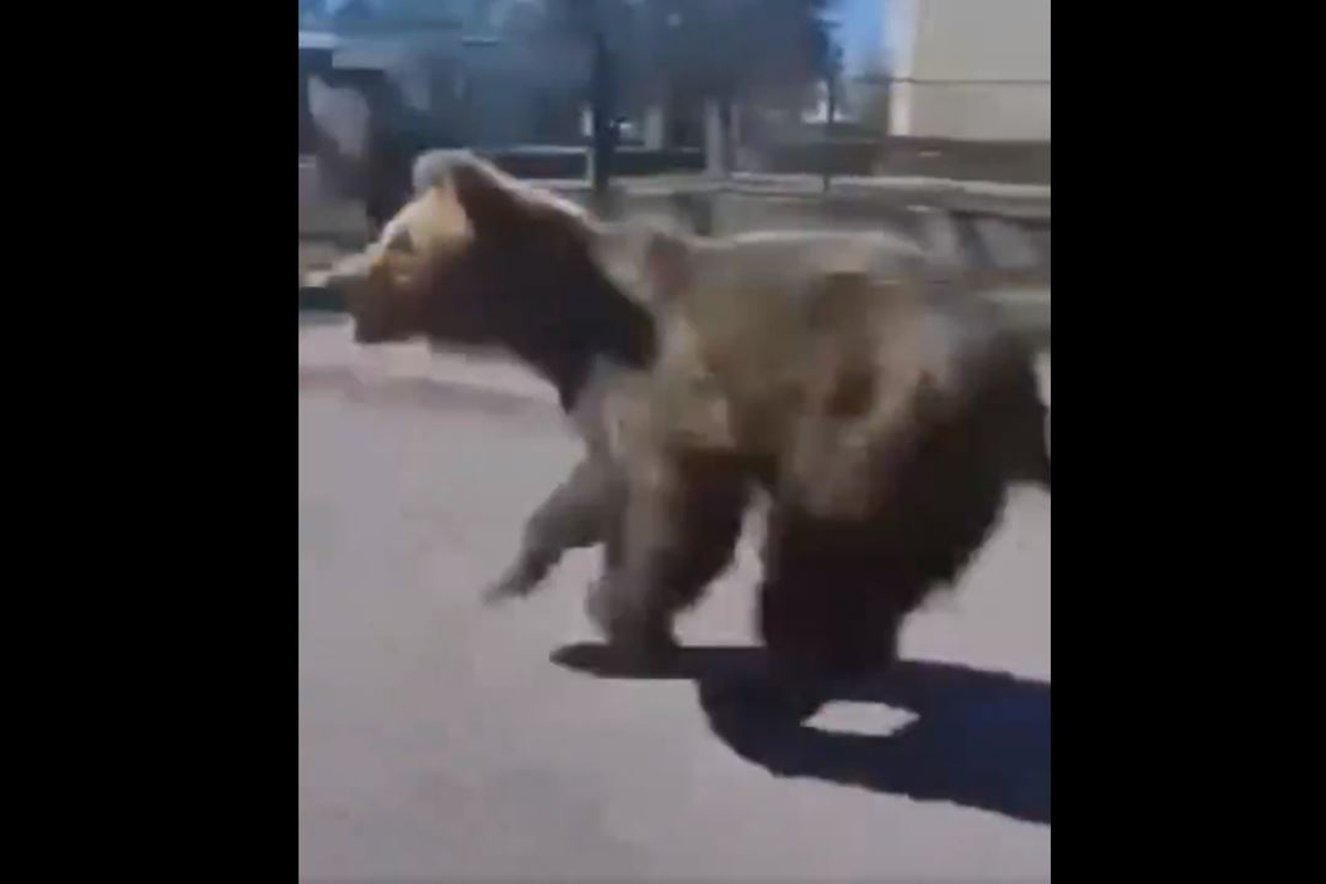 El oso que ha protagonizado el ataque.