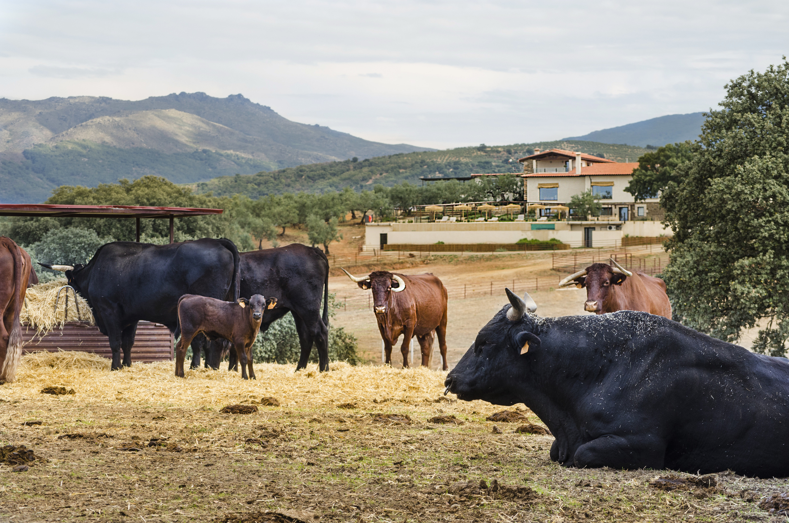 Las vacas pastan frente a Hbitat Cigea Negra.