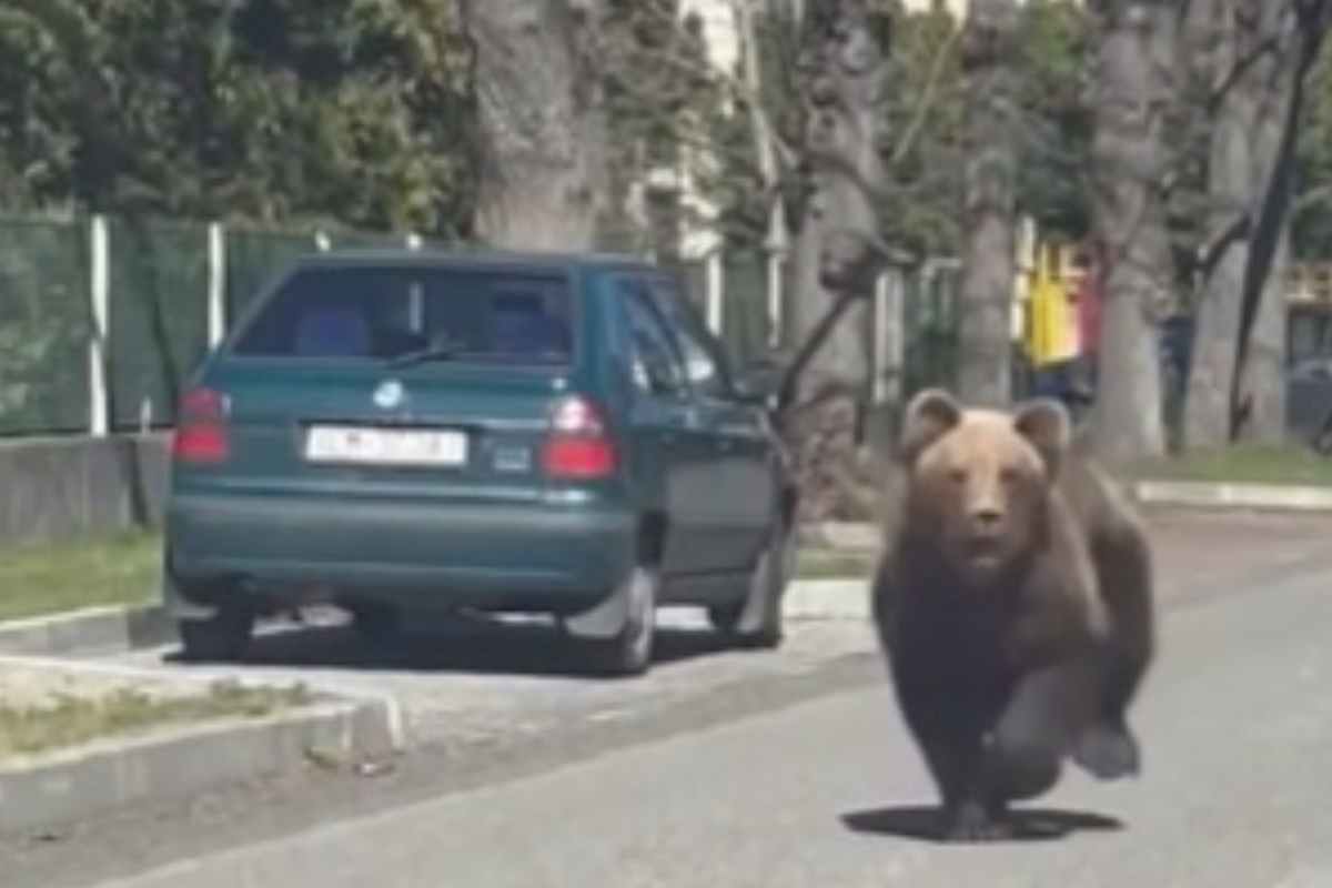 Un oso, en una calle de e Liptovsky Mikulas, Eslovaquia.