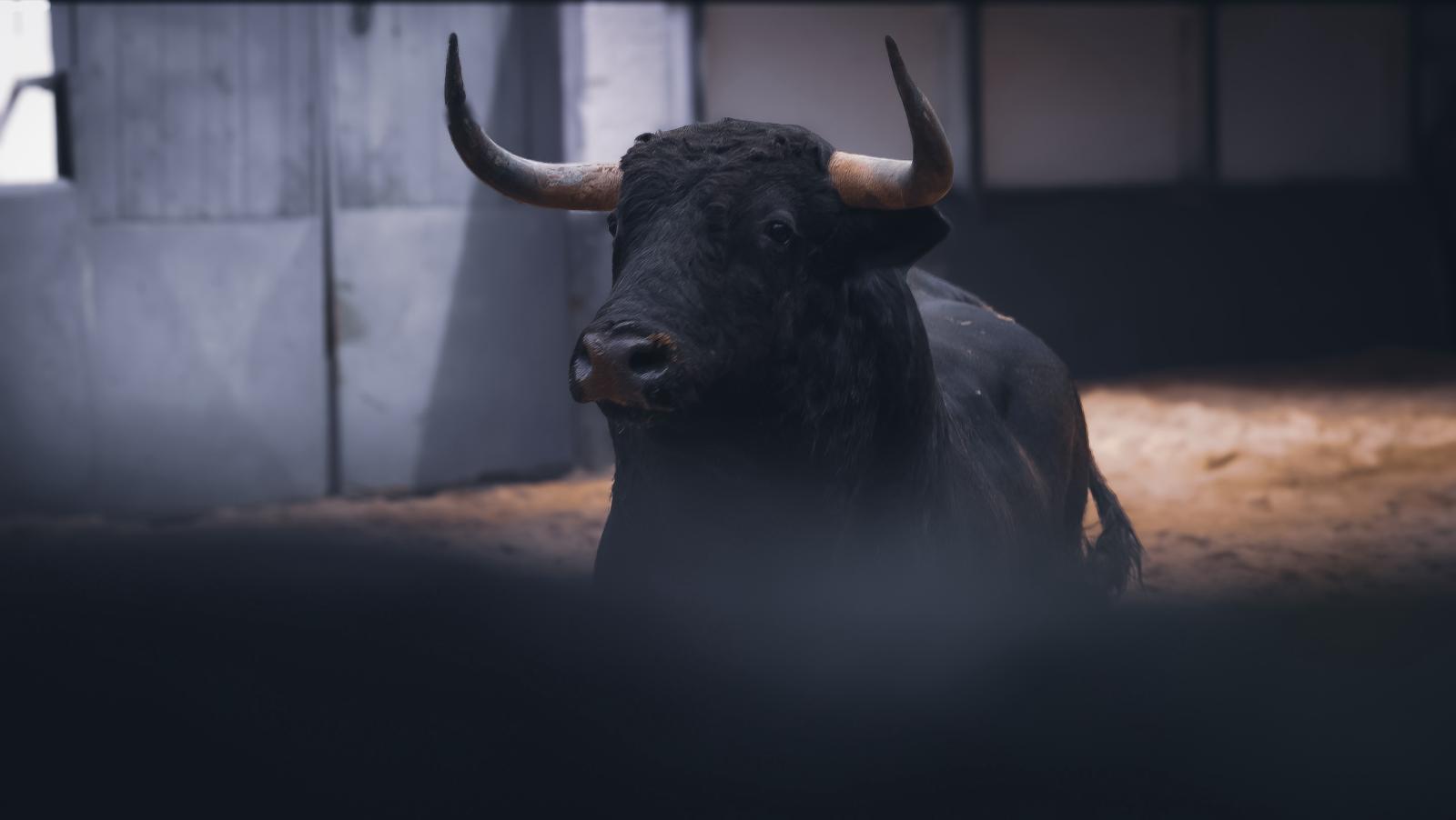 Los toros de Cuadri que abren la temporada de Madrid ya estn en Las Ventas