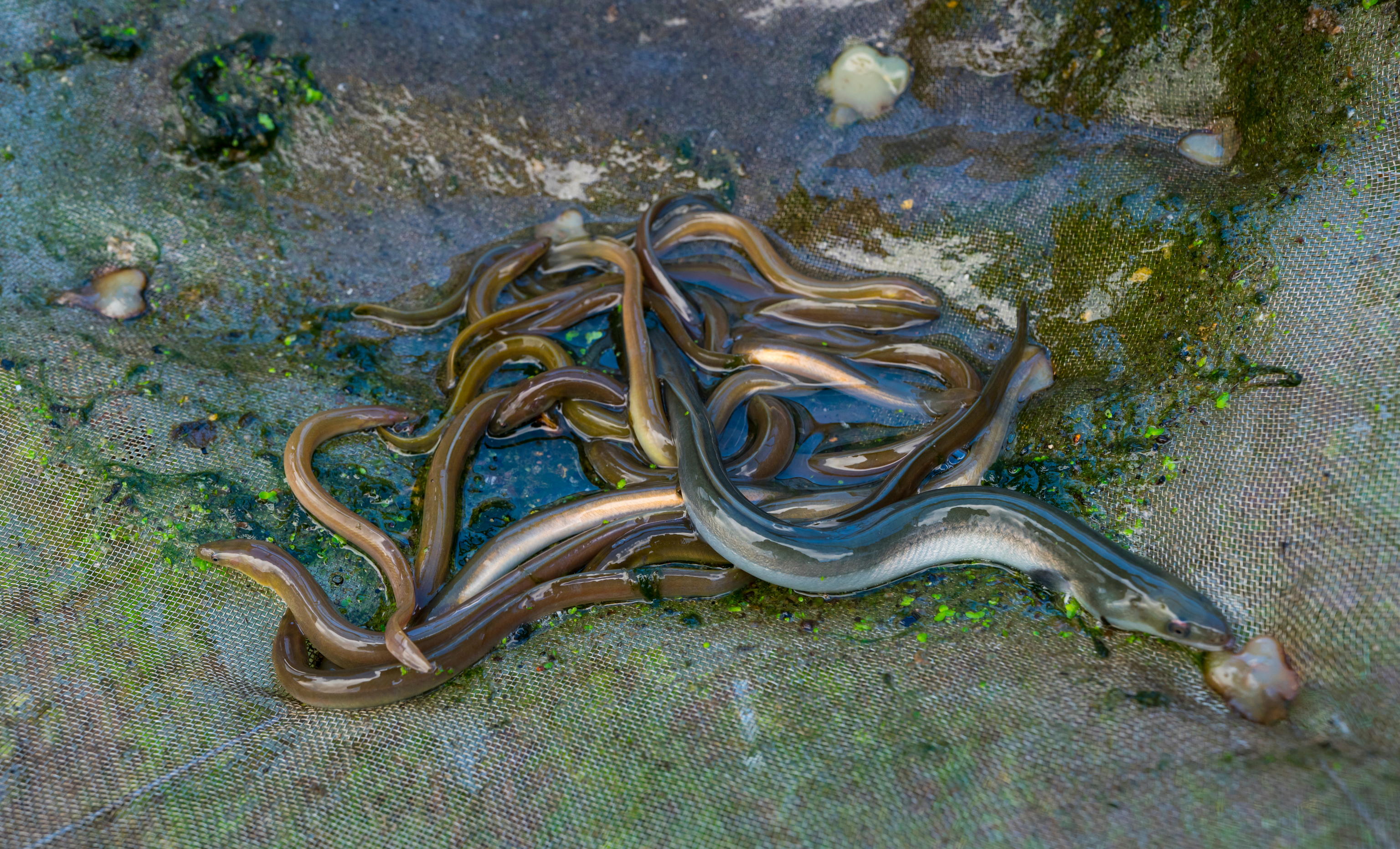 Liberacin de anguila europea (Anguilla anguilla) en el ro Saja para fortalecer la poblacin y evitar su desaparicin