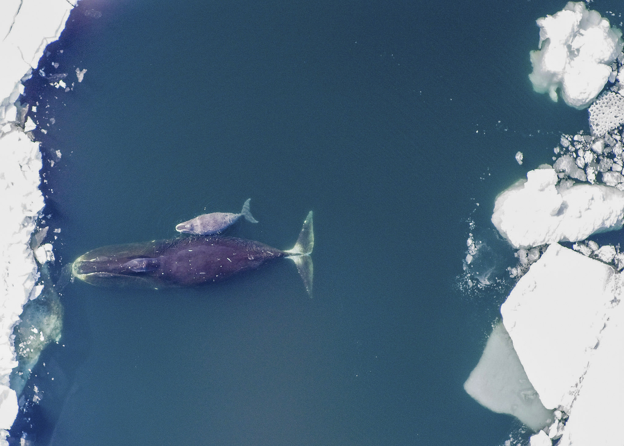 Una ballena y su cra en Groenlandia.