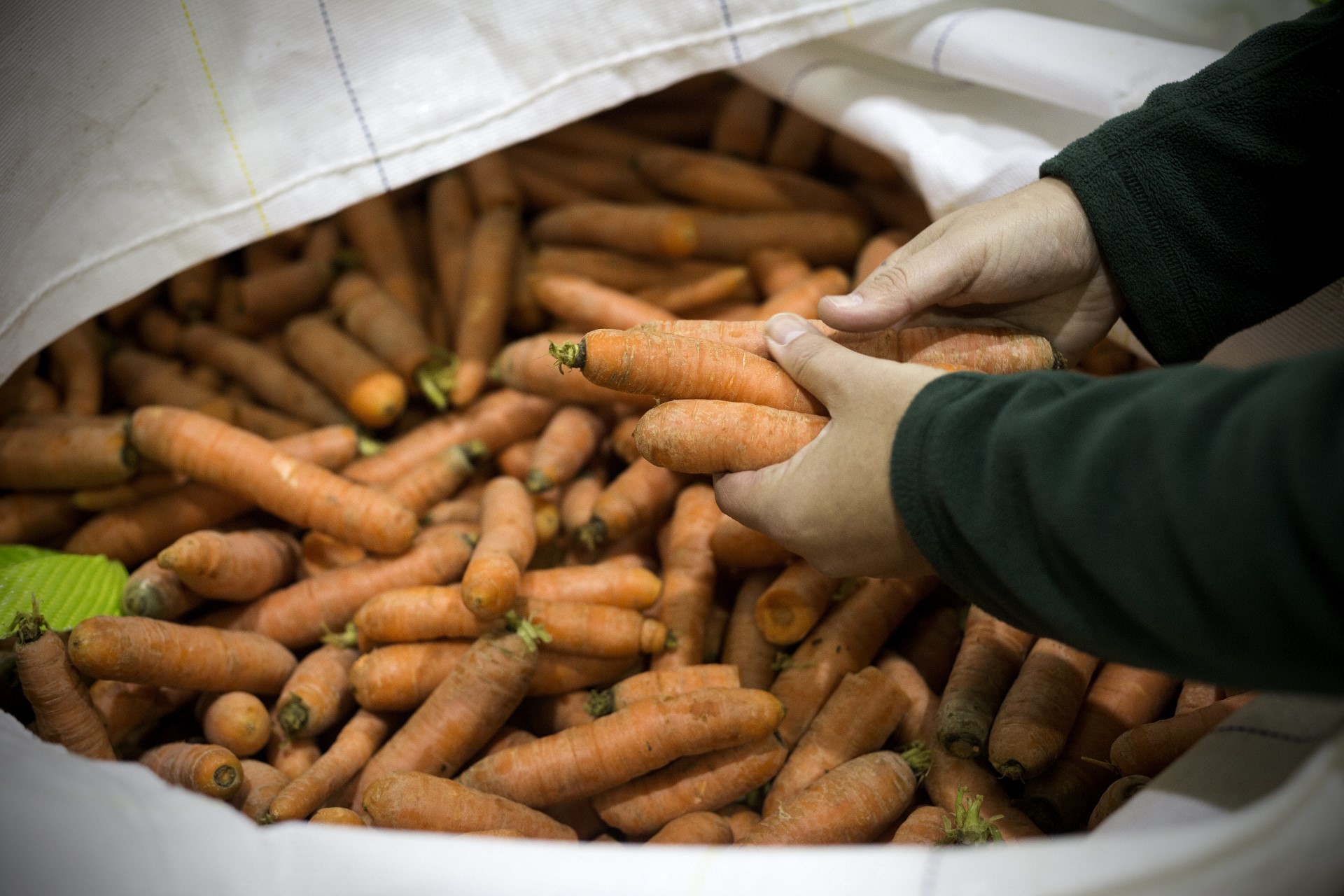 Zanahorias en el mercado MercaMadrid